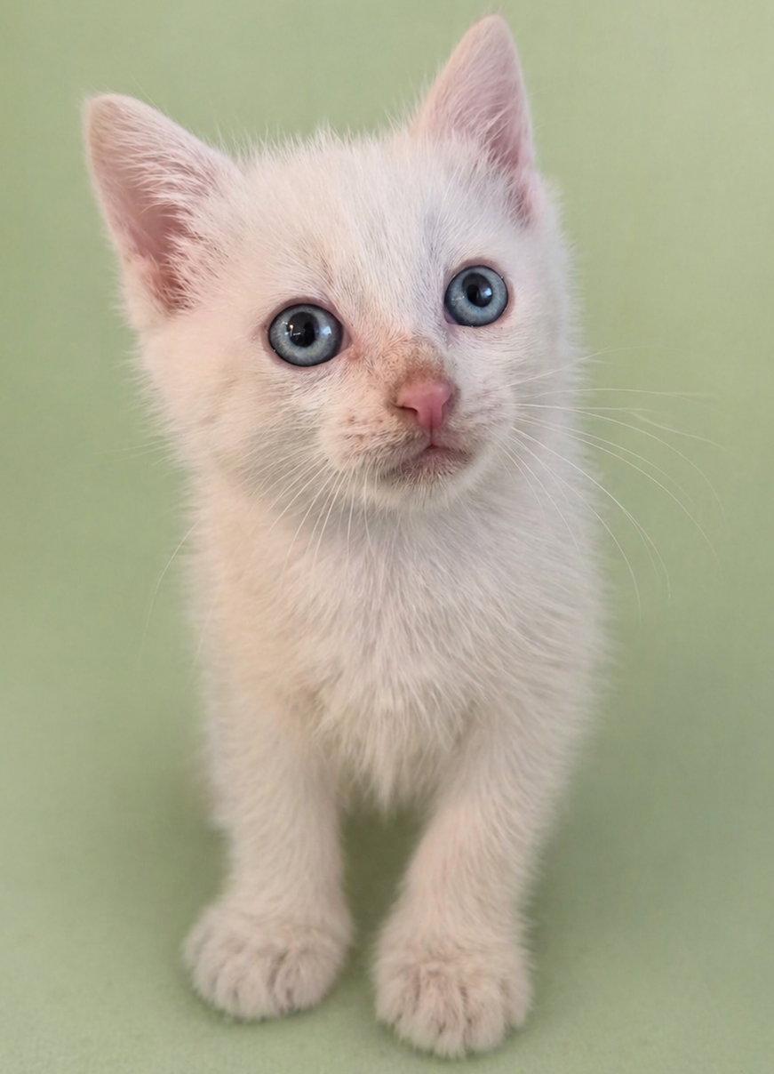 Lumen, a Adopted Domestic Short Hair in Rosenberg, TX image 2/3