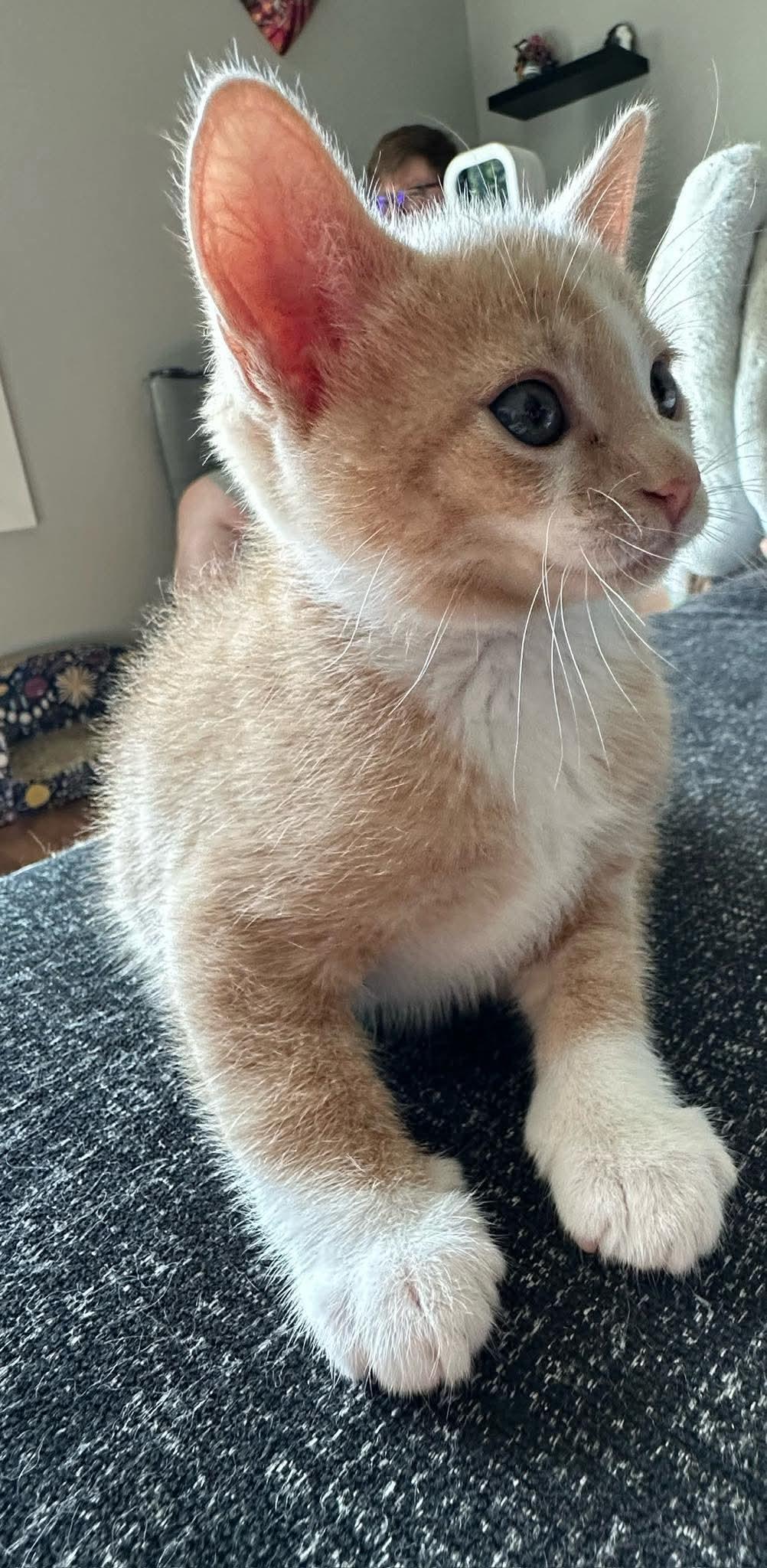 Julius, a ADOPTABLE Domestic Short Hair in Bonney Lake, WA image 2/5