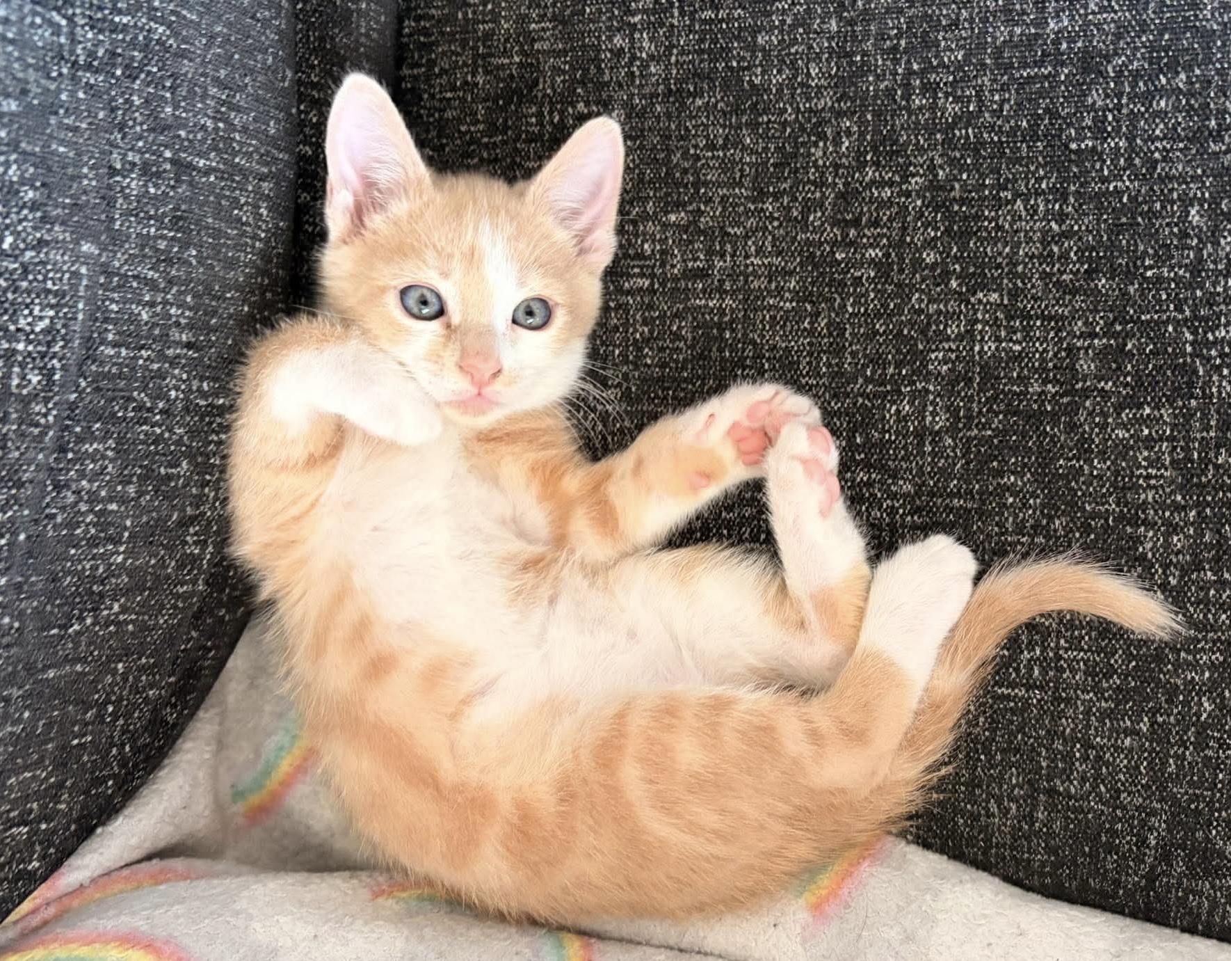 Julius, a ADOPTABLE Domestic Short Hair in Bonney Lake, WA image 3/5