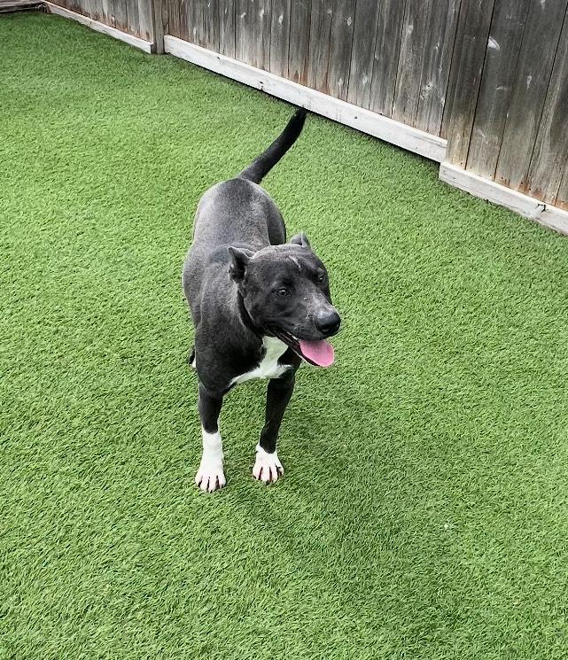 Enlarge Ember, a Adoptable mixed breed in Mabank, TX image 1/3