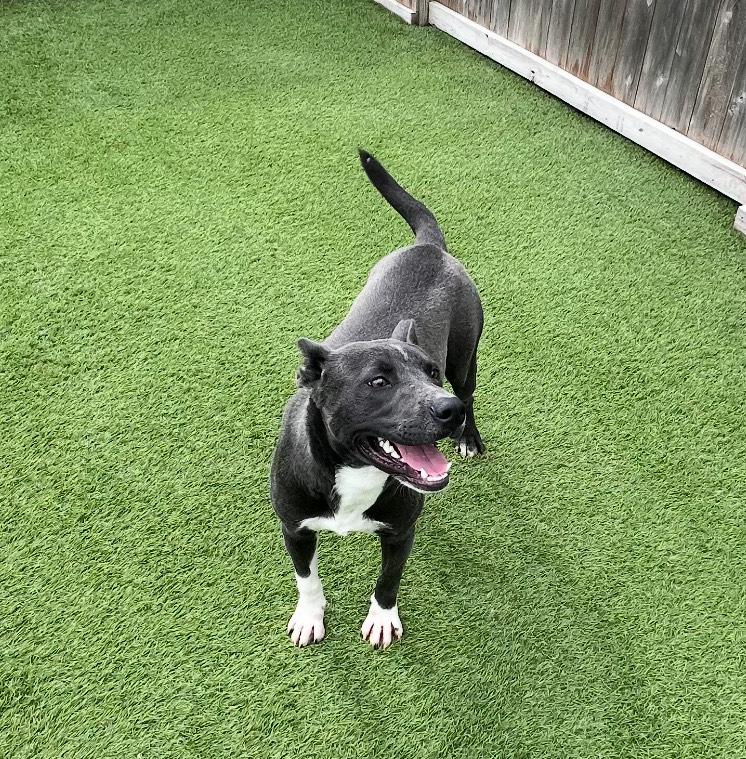 Enlarge Ember, a Adoptable mixed breed in Mabank, TX image 2/3