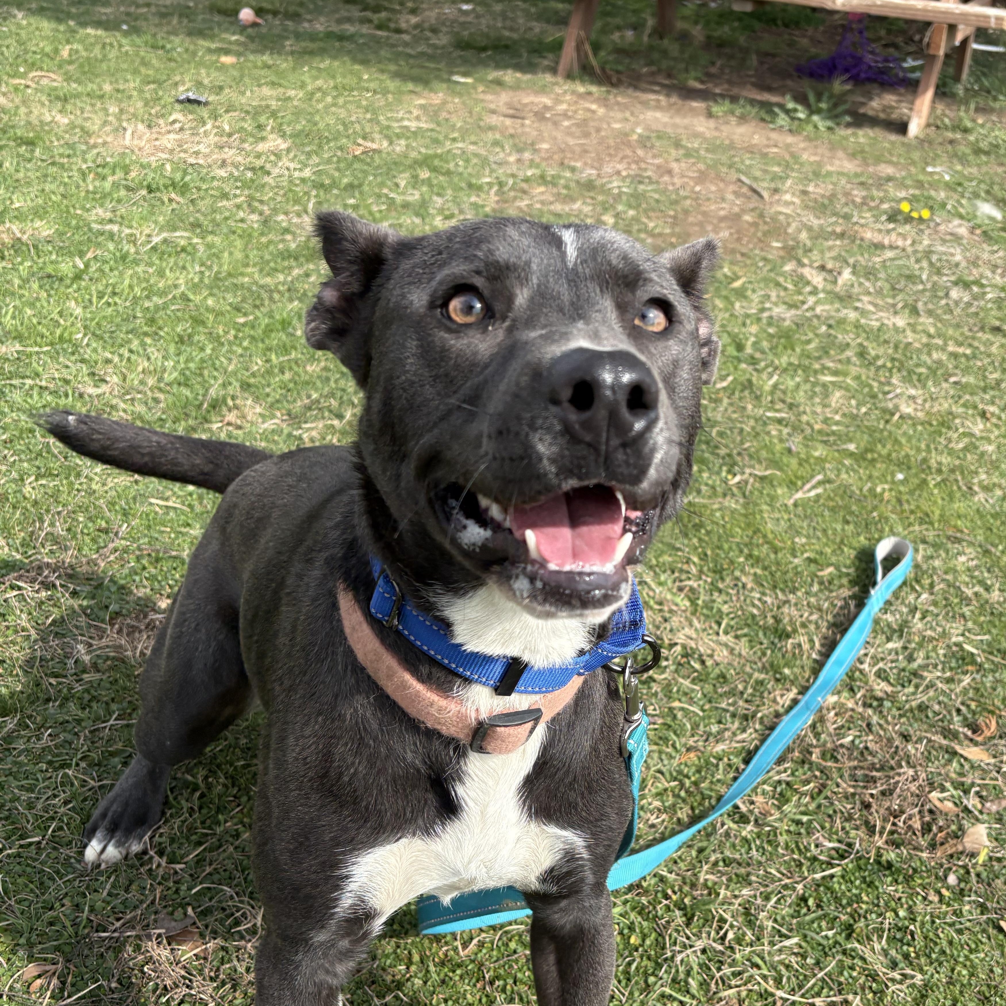 Ember, Adoptable, Young Female Blue Lacy & Pit Bull Terrier.