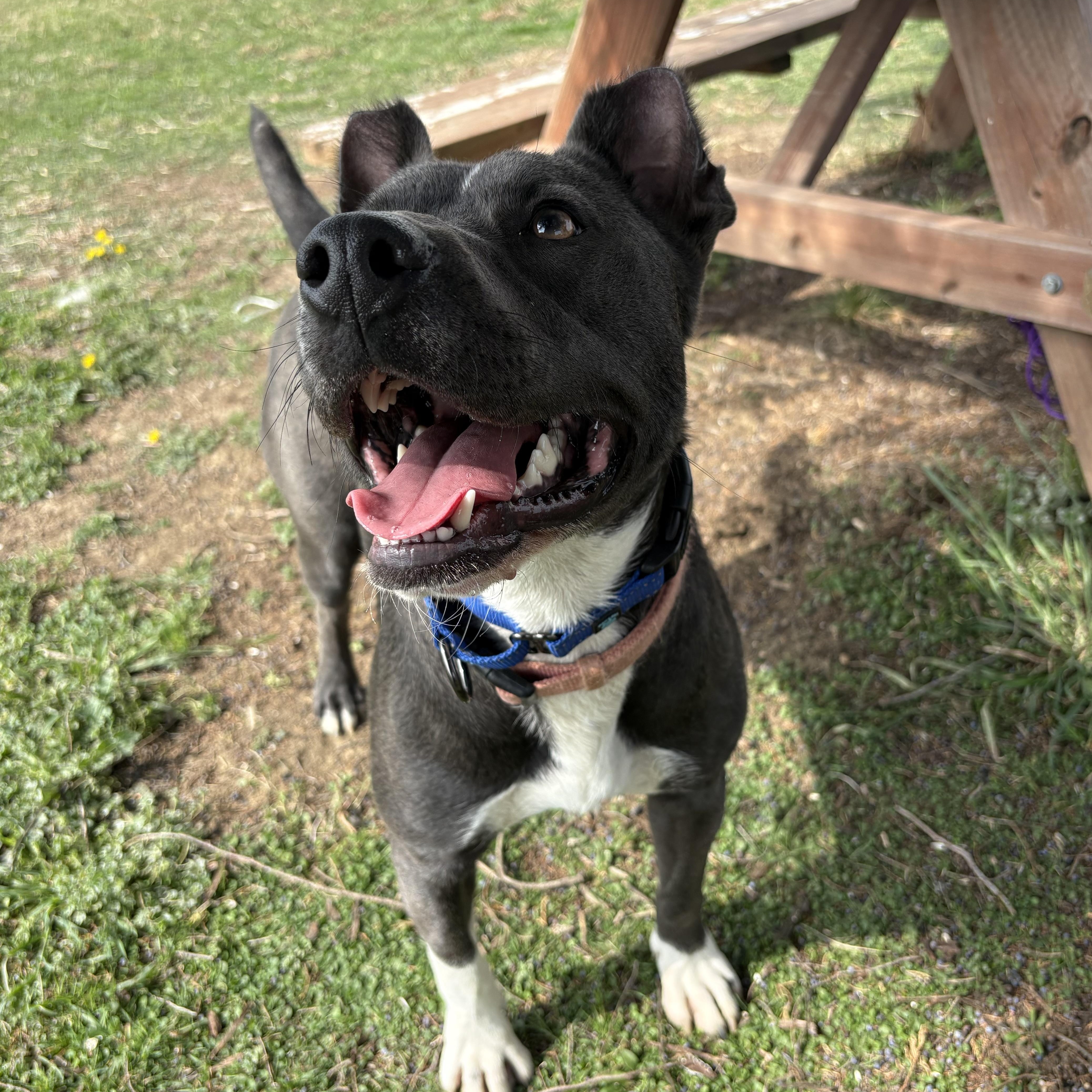 Ember, Adoptable, Young Female Blue Lacy & Pit Bull Terrier.