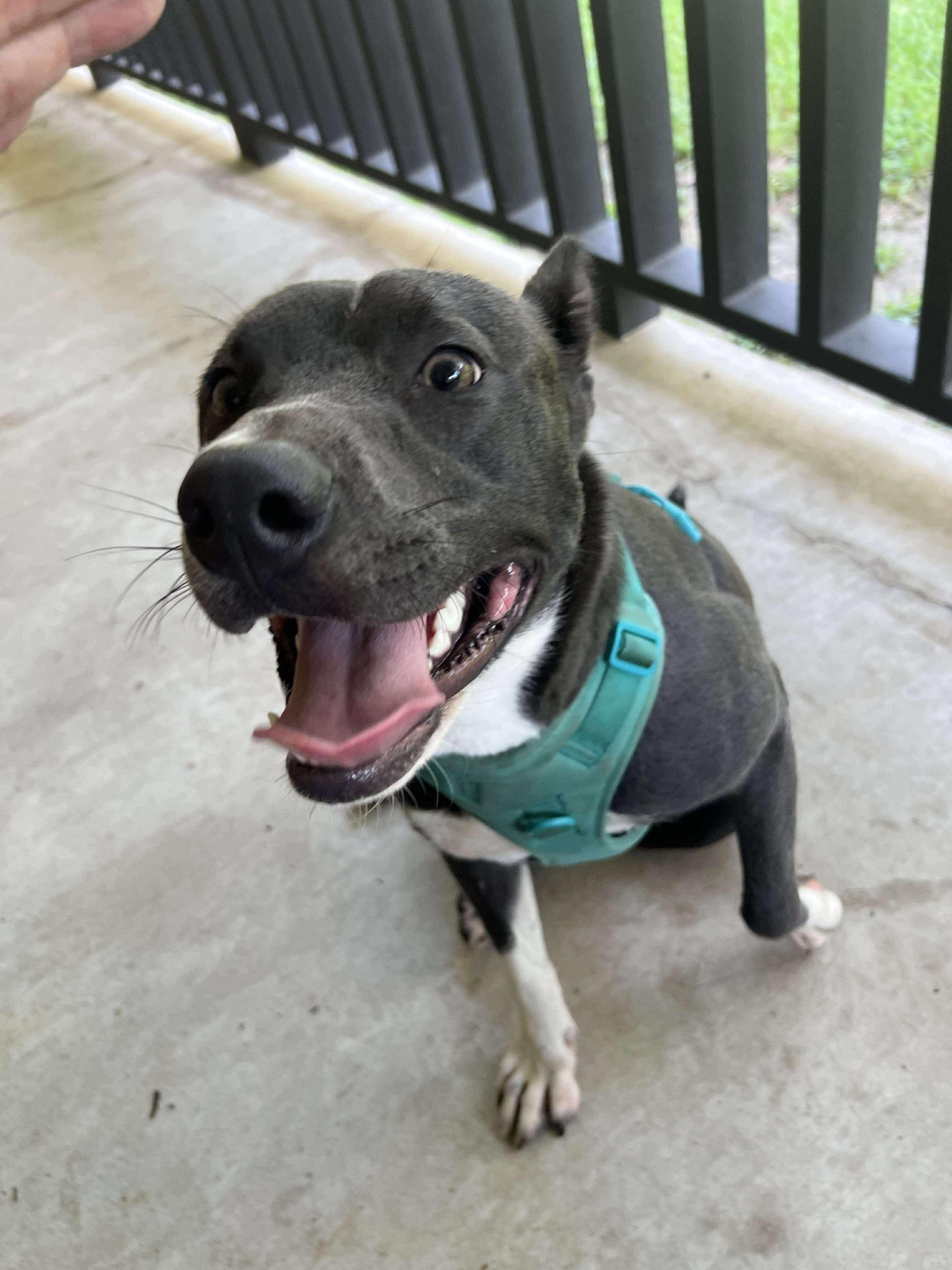 Ember, Adoptable, Young Female Blue Lacy & Pit Bull Terrier.