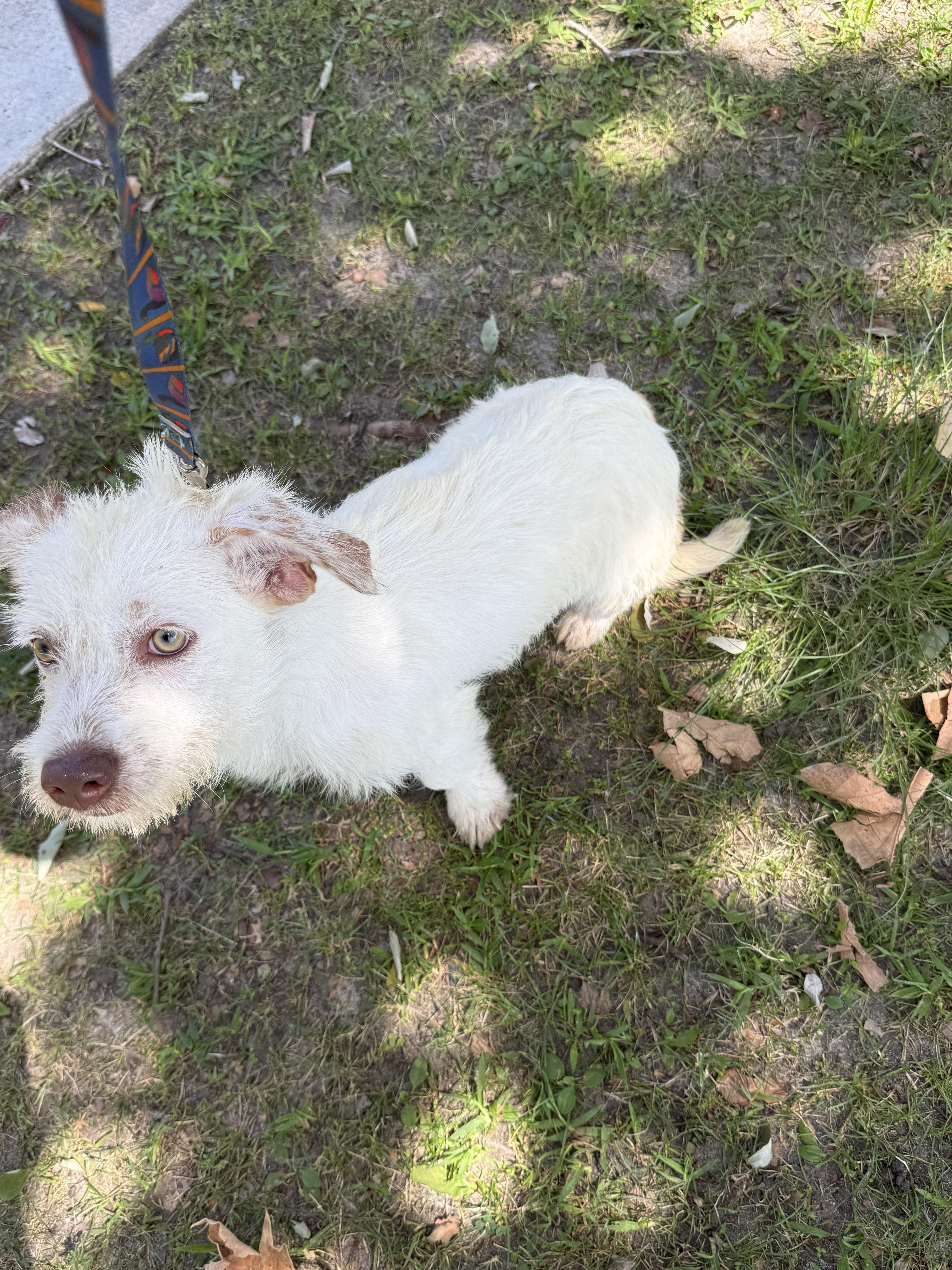 Enlarge Nova, a Adoptable Jack Russell Terrier in Chula Vista, CA image 5/6