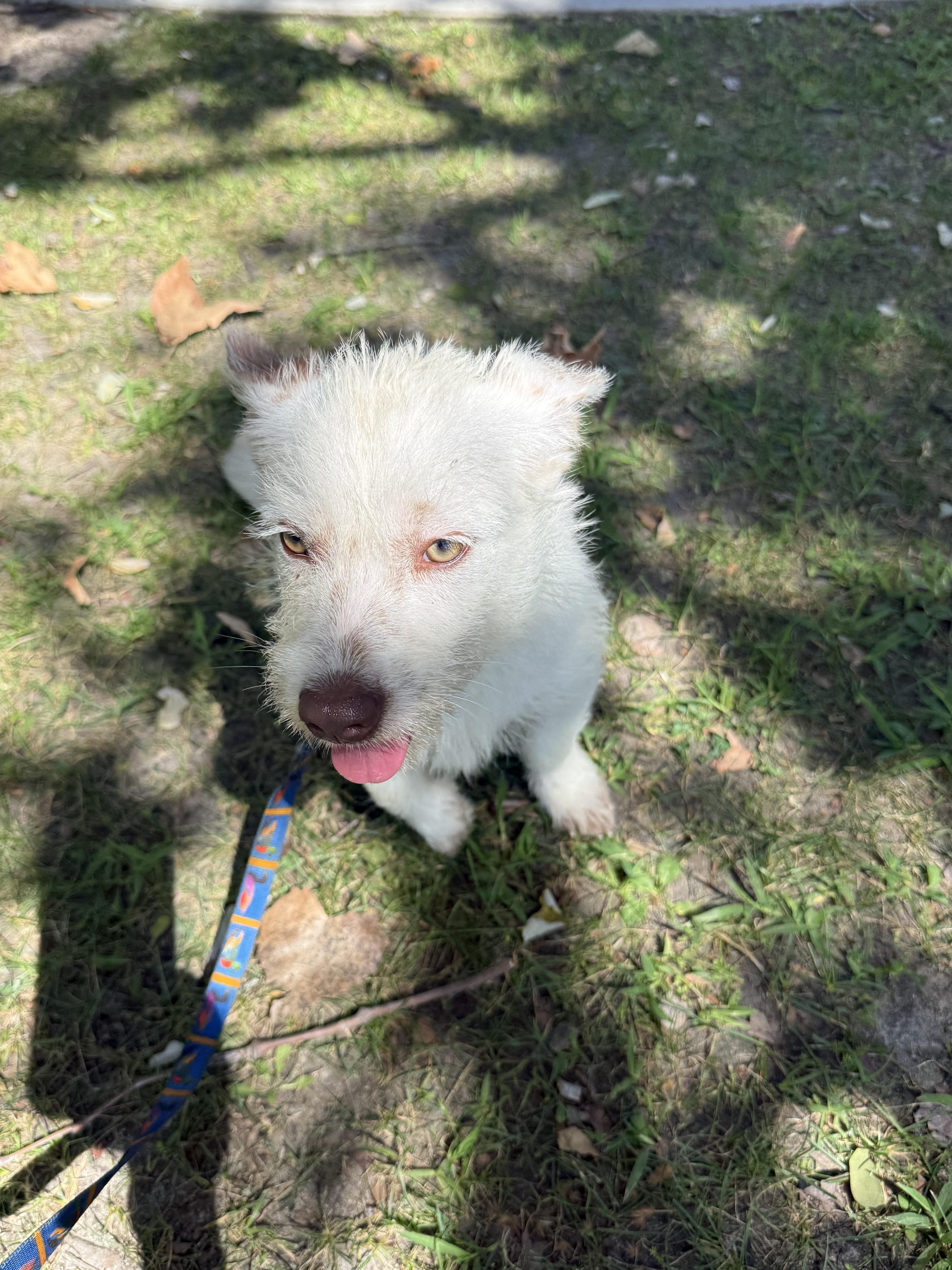 Enlarge Nova, a Adoptable Jack Russell Terrier in Chula Vista, CA image 3/6