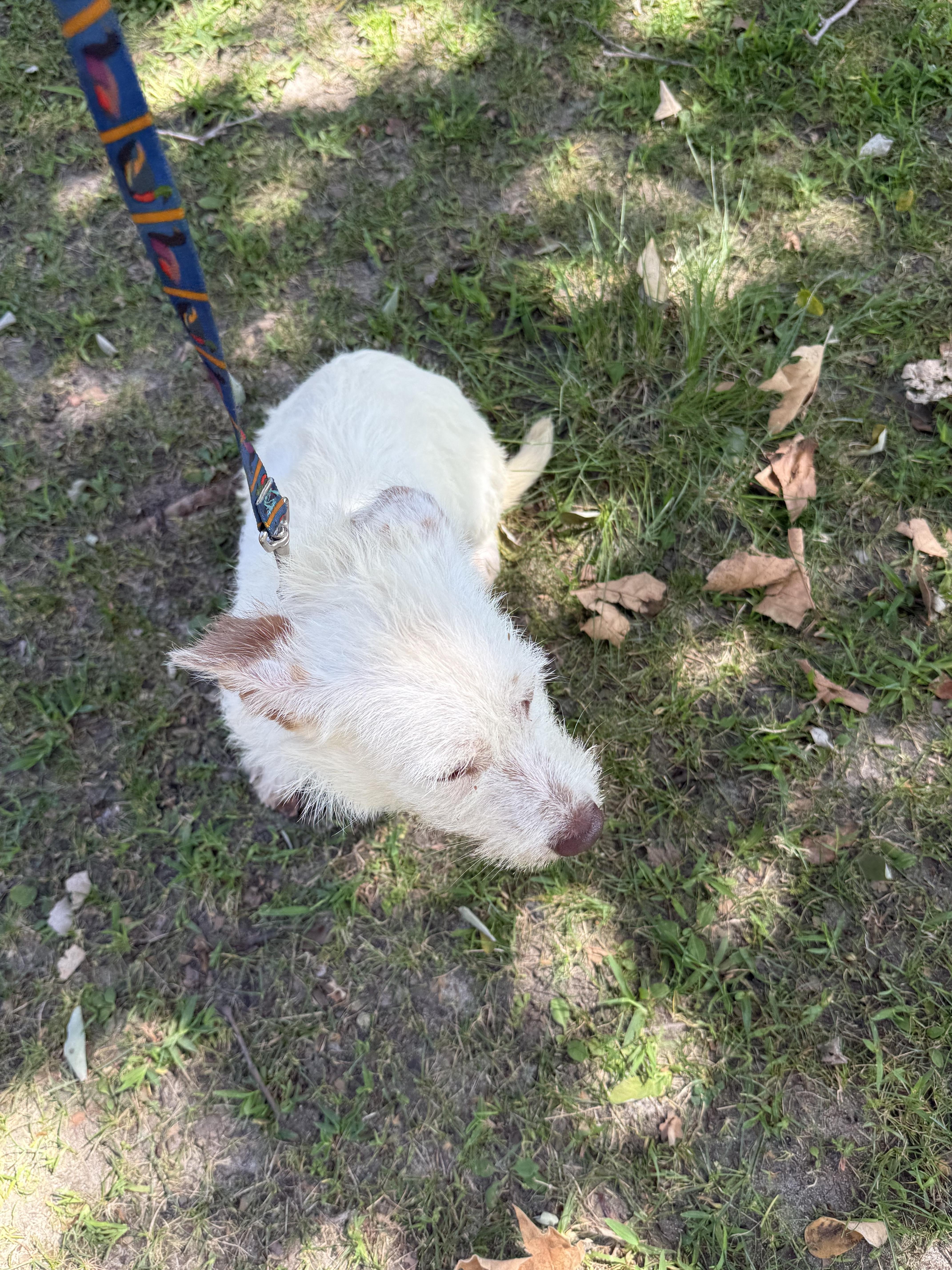 Enlarge Nova, a Adoptable Jack Russell Terrier in Chula Vista, CA image 4/6