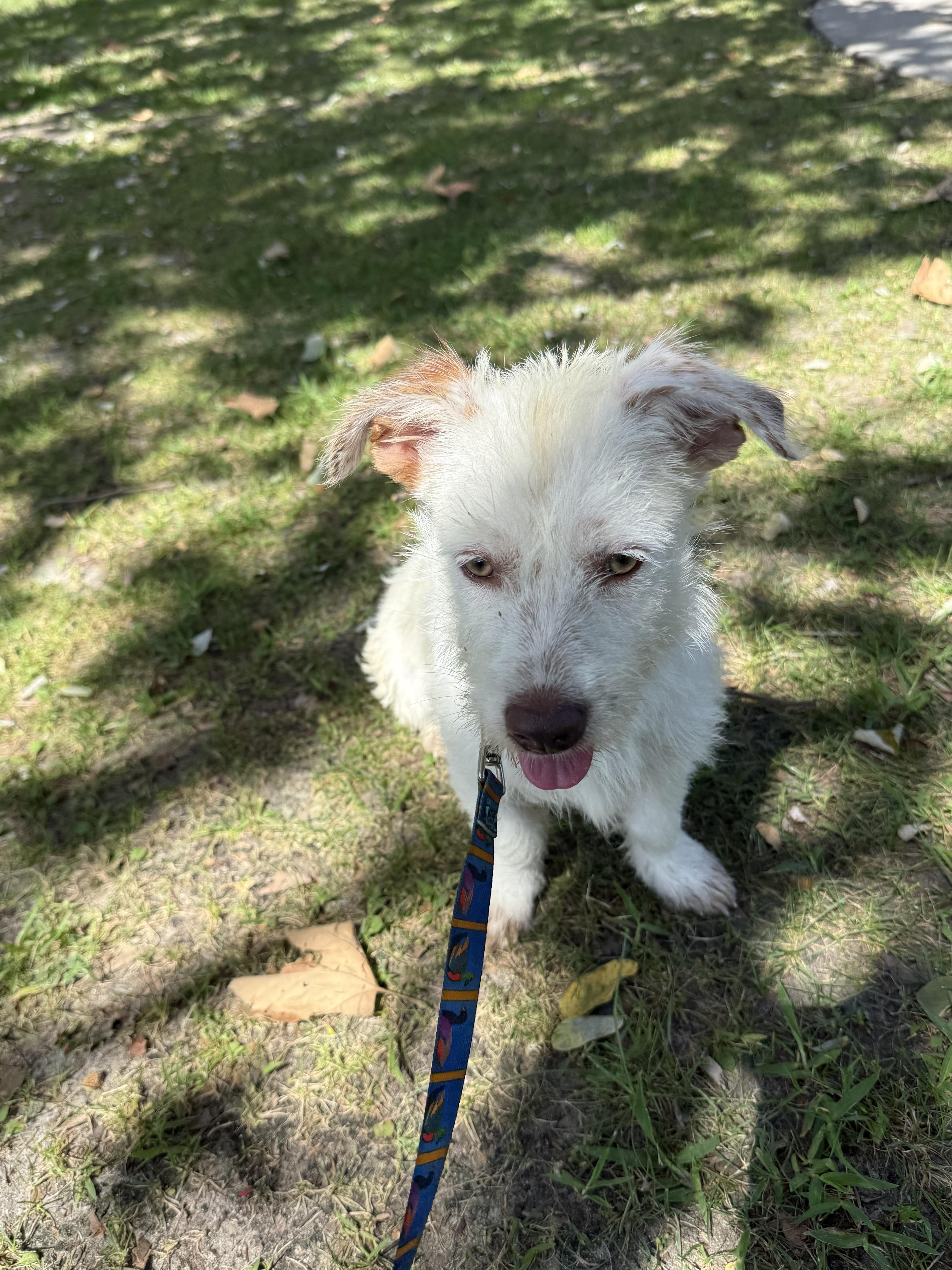 Enlarge Nova, a Adoptable Jack Russell Terrier in Chula Vista, CA image 2/6