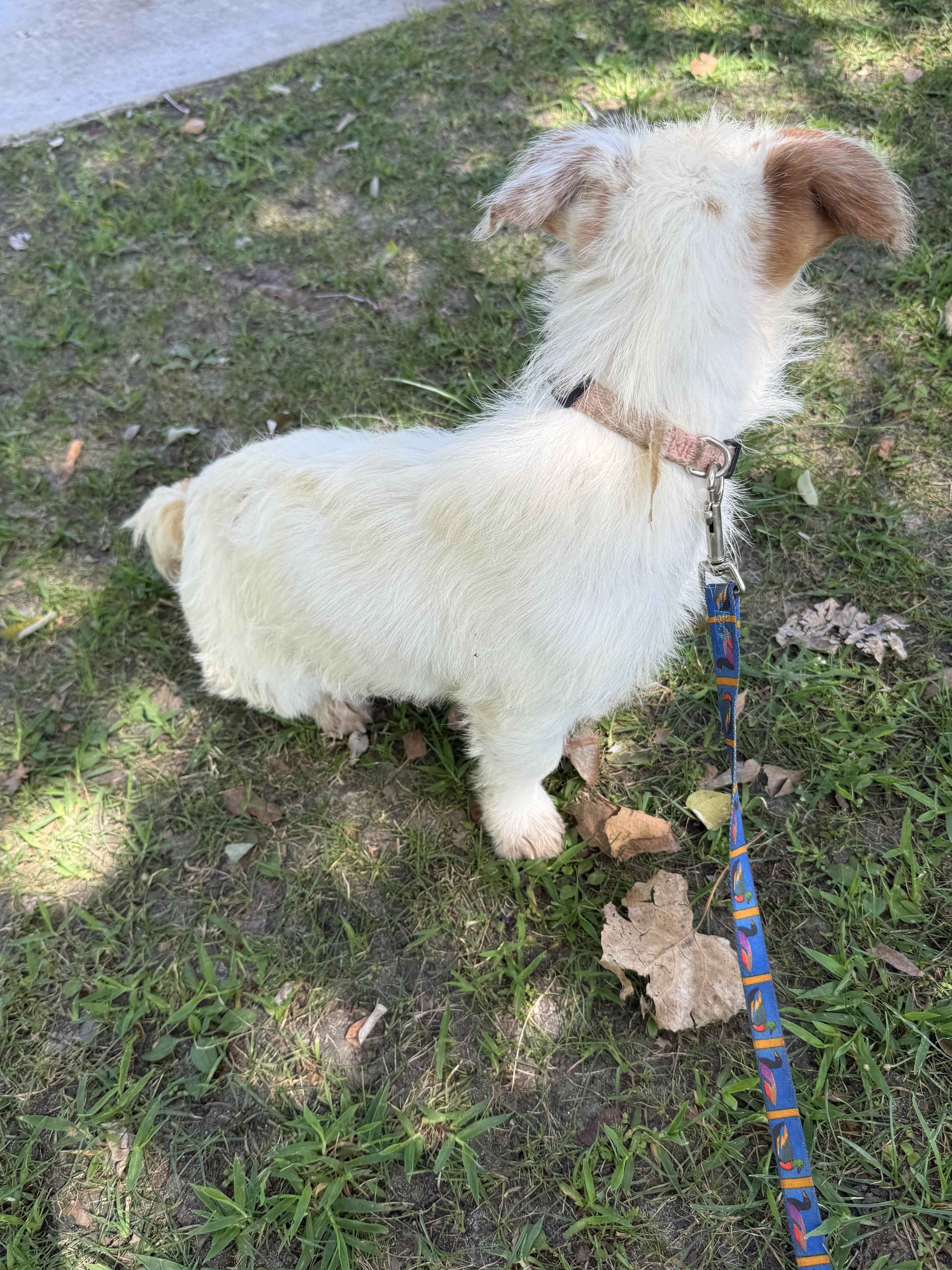 Enlarge Nova, a Adoptable Jack Russell Terrier in Chula Vista, CA image 6/6