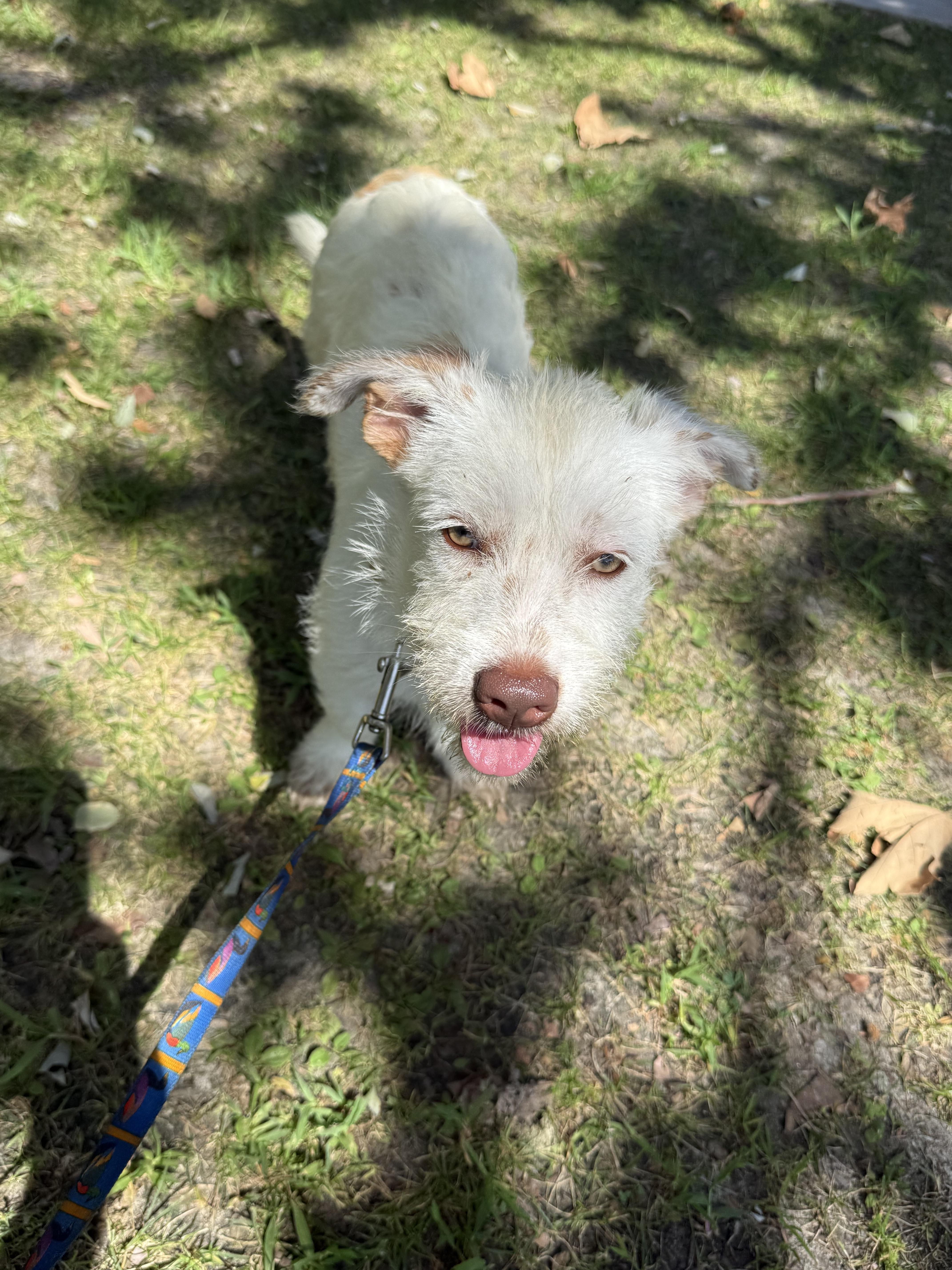 Enlarge Nova, a Adoptable Jack Russell Terrier in Chula Vista, CA image 1/6