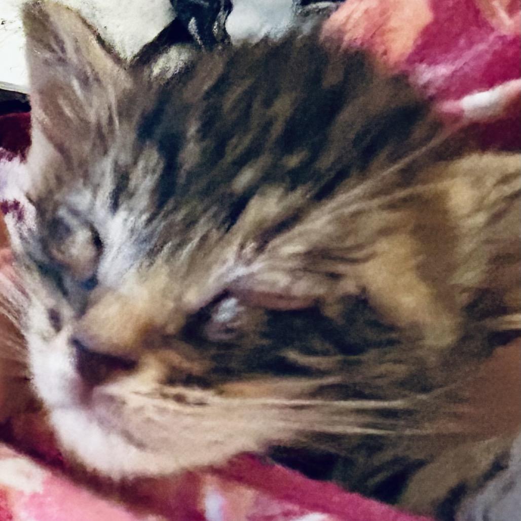 Maria, Adoptable, Kitten Female Domestic Short Hair.