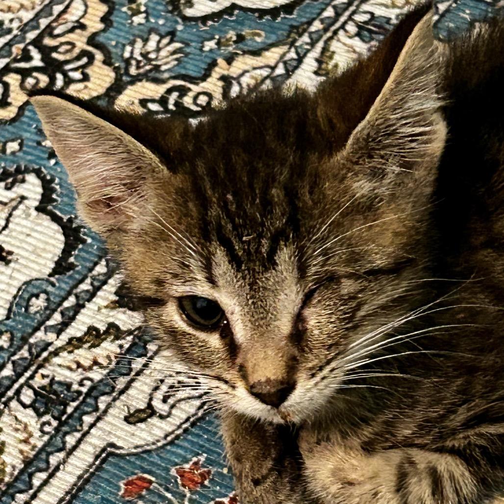 Enlarge Maria, a Adoptable Domestic Short Hair in Othello, WA image 3/4