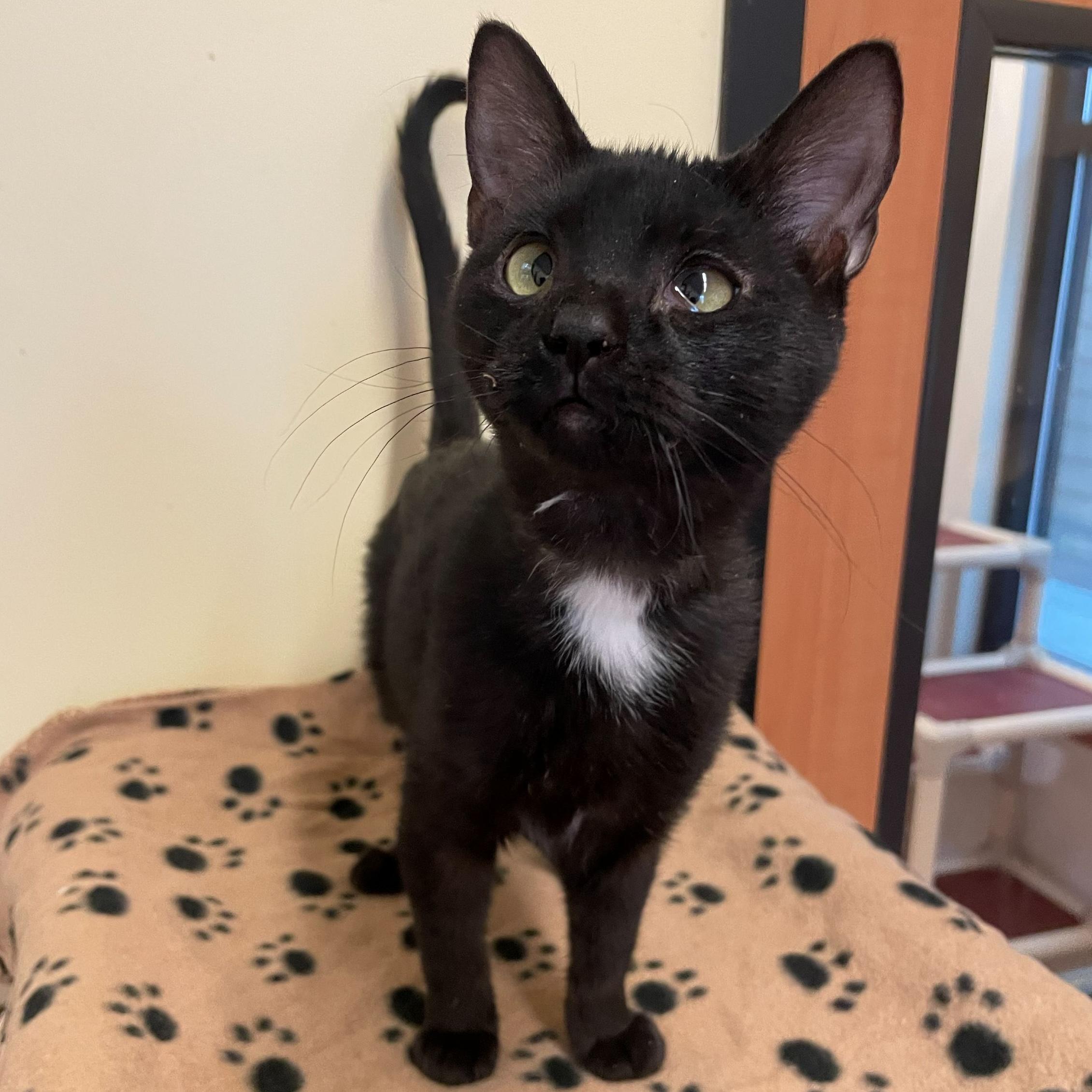 Olive, adopted, Young Female Domestic Short Hair.