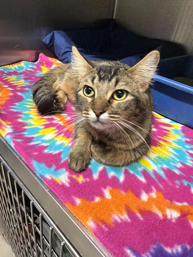 Enlarge Ella, a Adoptable mixed breed in Virginia, MN image 1/1