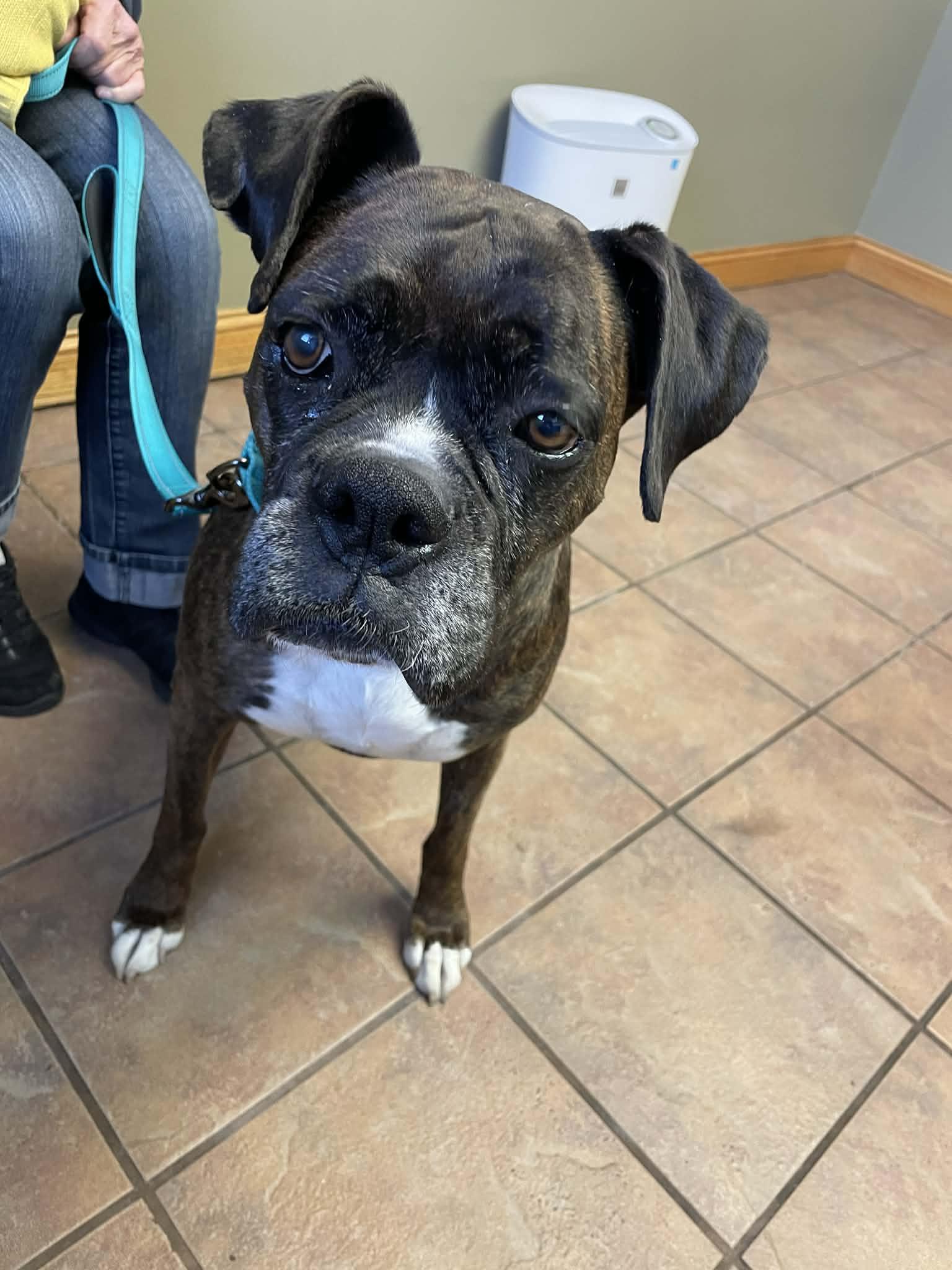 Enlarge Lady, a Adopted Boxer in Owatonna, MN image 1/3