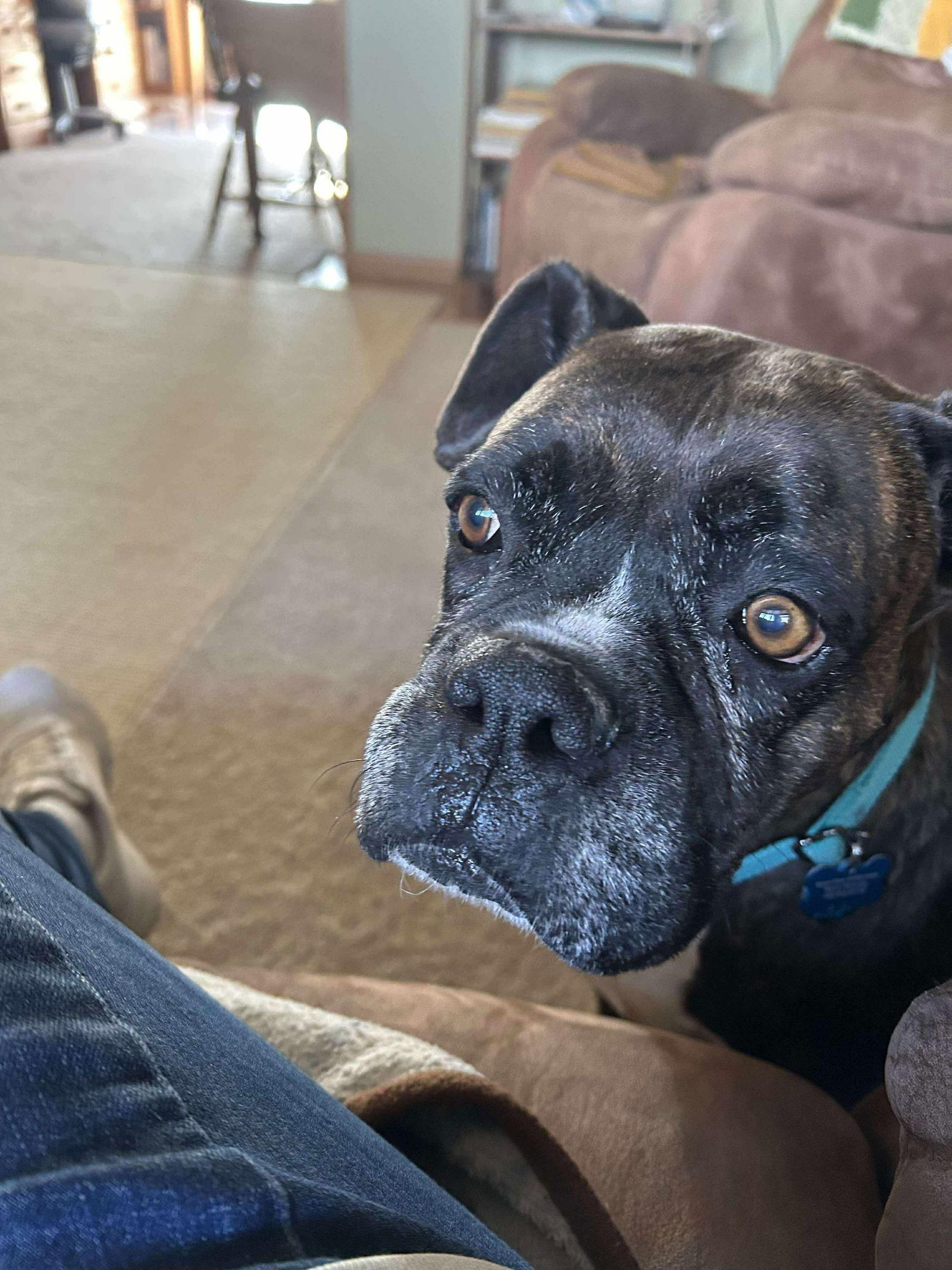 Lady, Adoptable, Young Female Boxer.