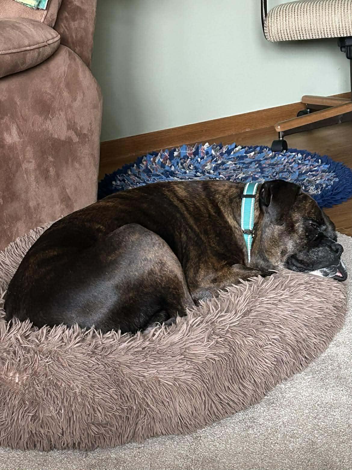 Lady, a Adoptable Boxer in Owatonna, MN image 2/3