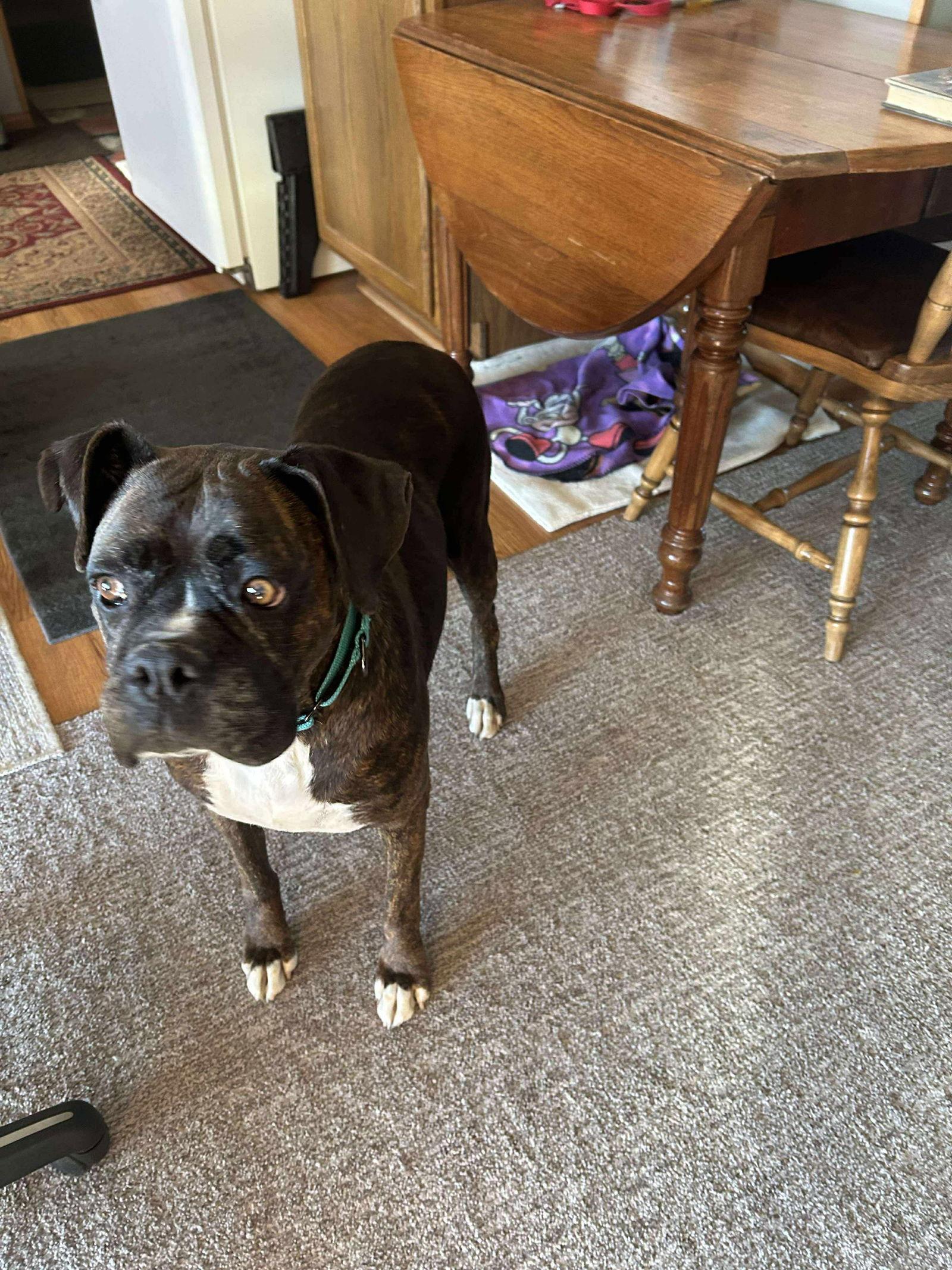 Lady, a Adoptable Boxer in Owatonna, MN image 3/3