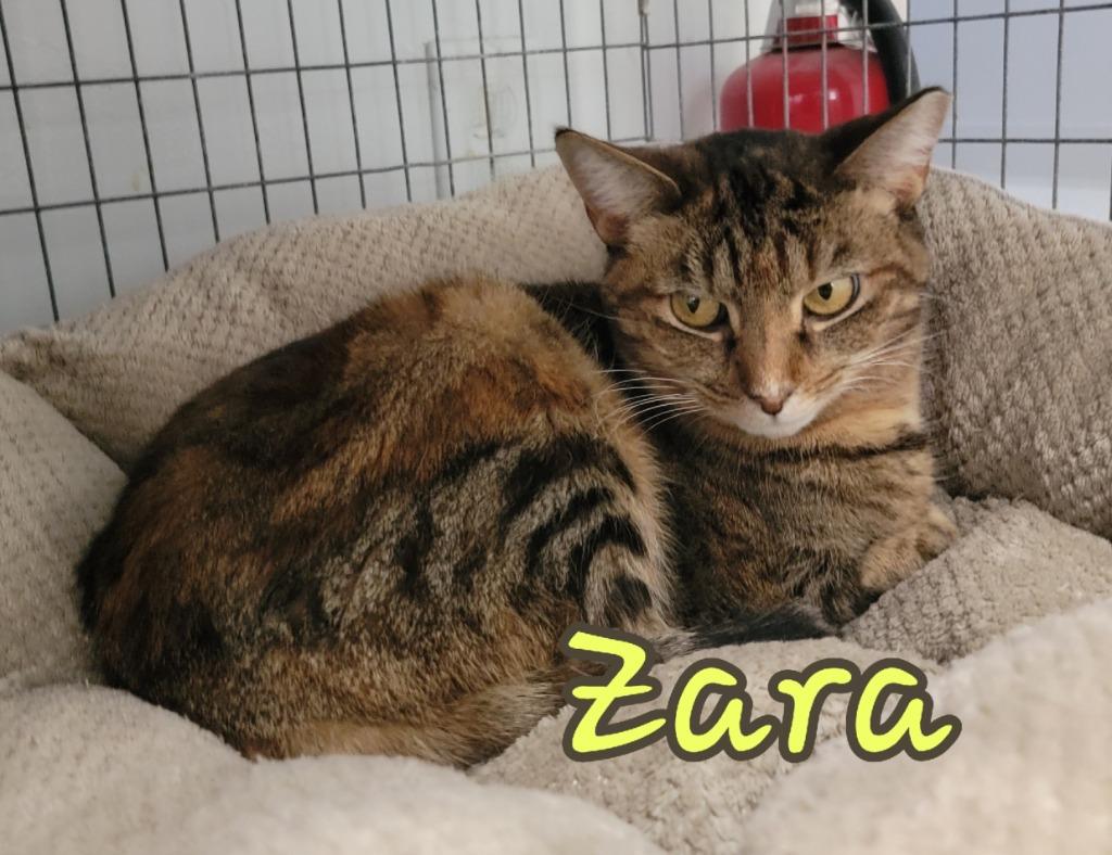 Enlarge Zara, a Adoptable mixed breed in Port Clinton, OH image 2/6