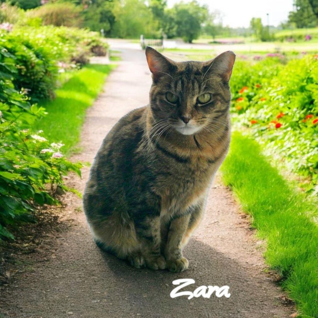 Enlarge Zara, a Adoptable mixed breed in Port Clinton, OH image 4/6