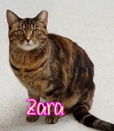 Enlarge Zara, a Adoptable mixed breed in Port Clinton, OH image 3/6