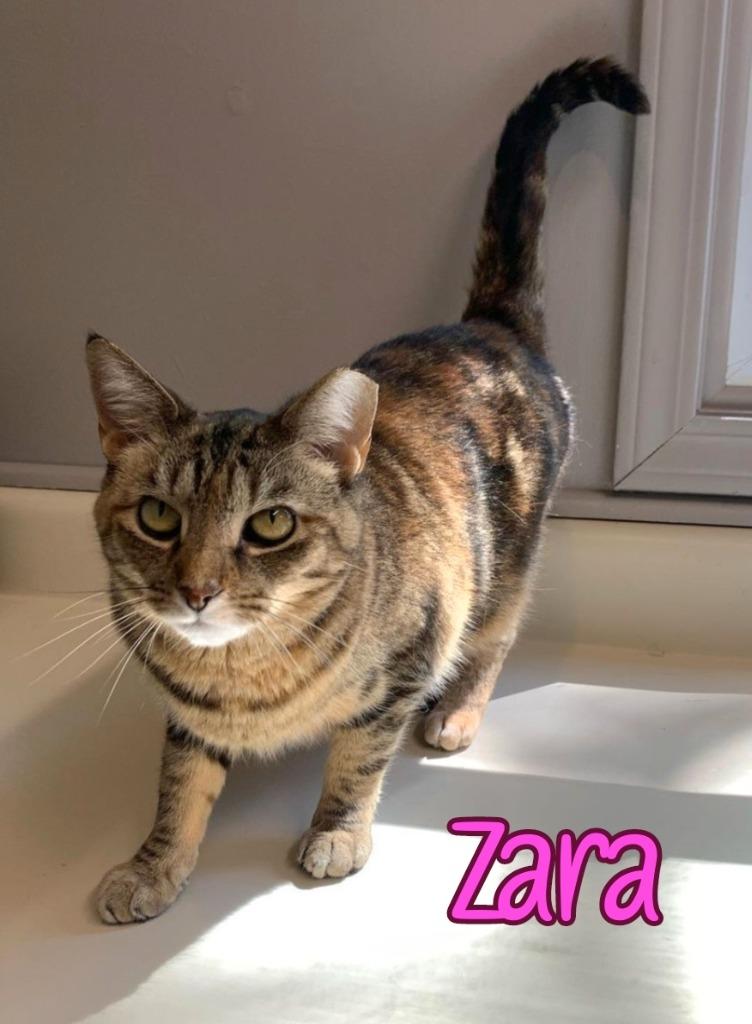 Enlarge Zara, a Adoptable mixed breed in Port Clinton, OH image 4/6