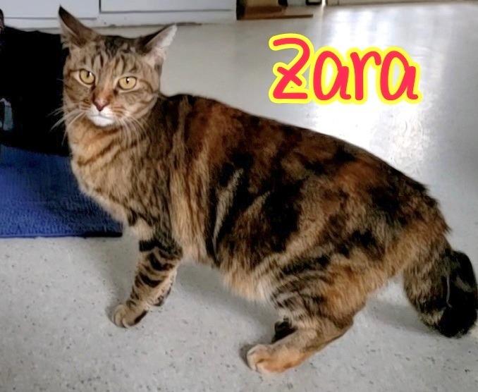 Enlarge Zara, a Adoptable mixed breed in Port Clinton, OH image 6/6