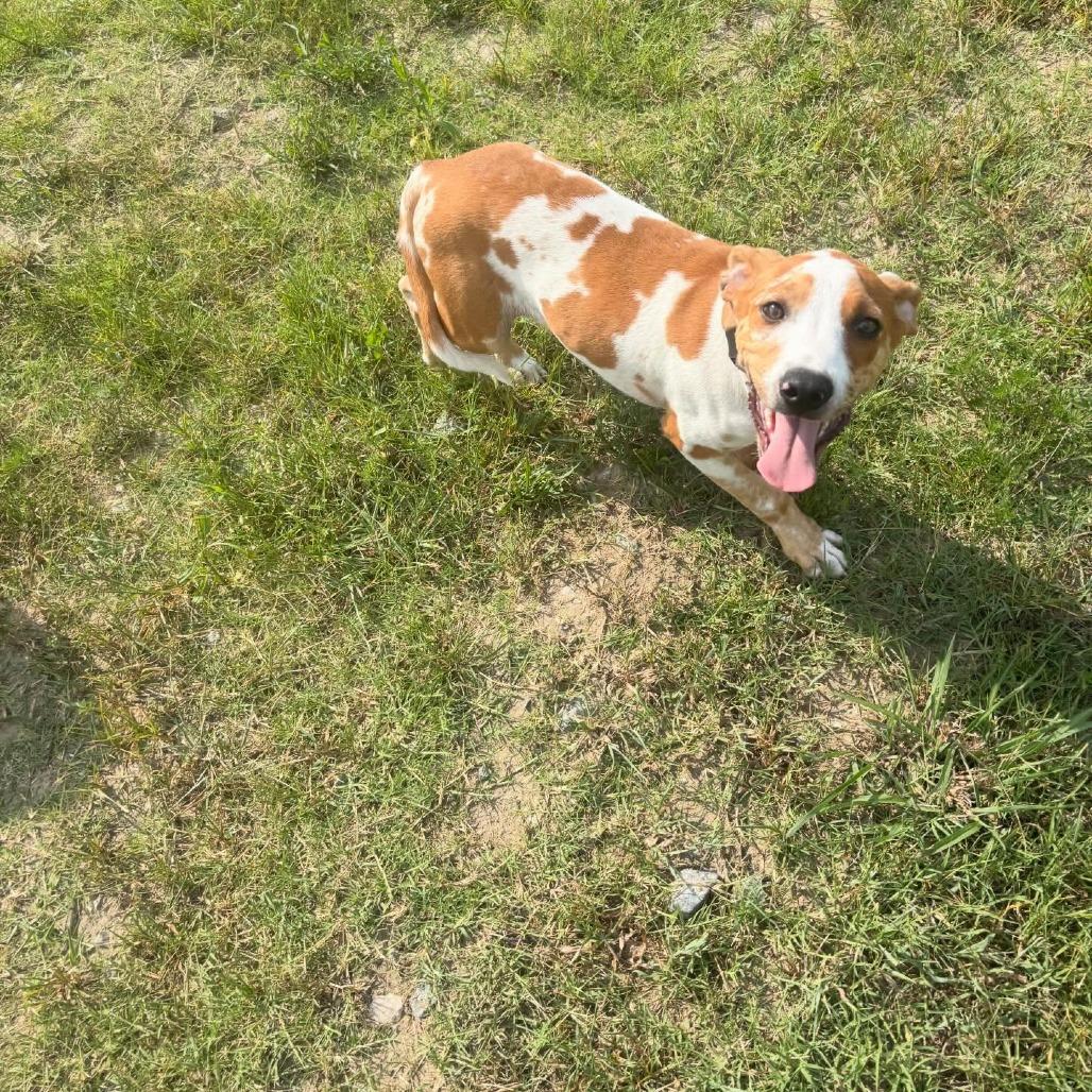Angus, a Adoptable mixed breed in North Charleston, SC image 2/6