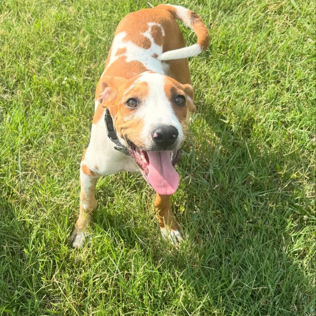 Angus, a Adoptable mixed breed in North Charleston, SC image 3/6