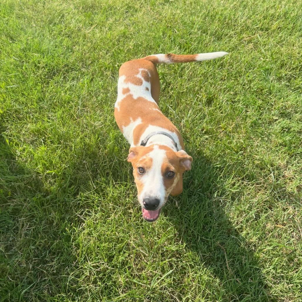 Angus, a Adoptable mixed breed in North Charleston, SC image 4/6