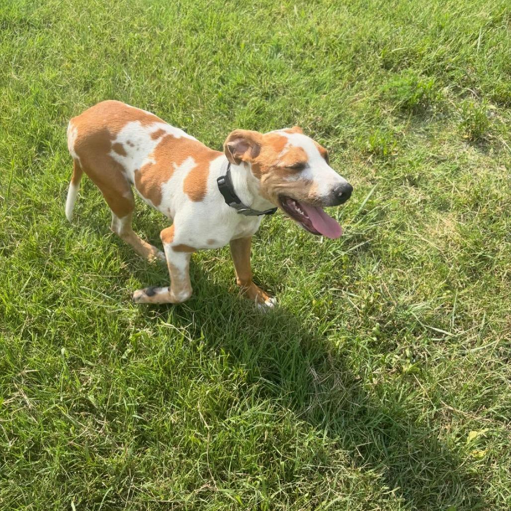 Angus, a Adoptable mixed breed in North Charleston, SC image 5/6