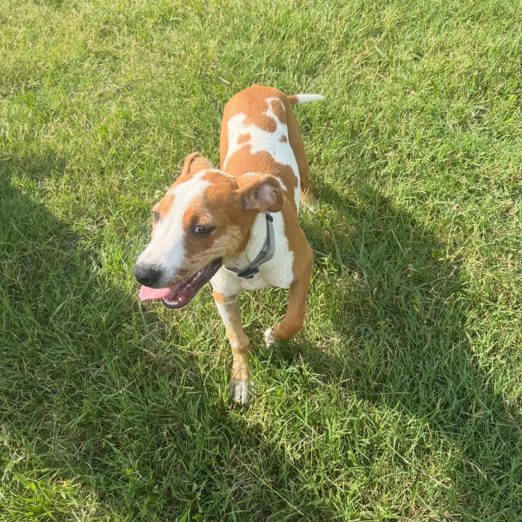 Angus, a Adoptable mixed breed in North Charleston, SC image 6/6
