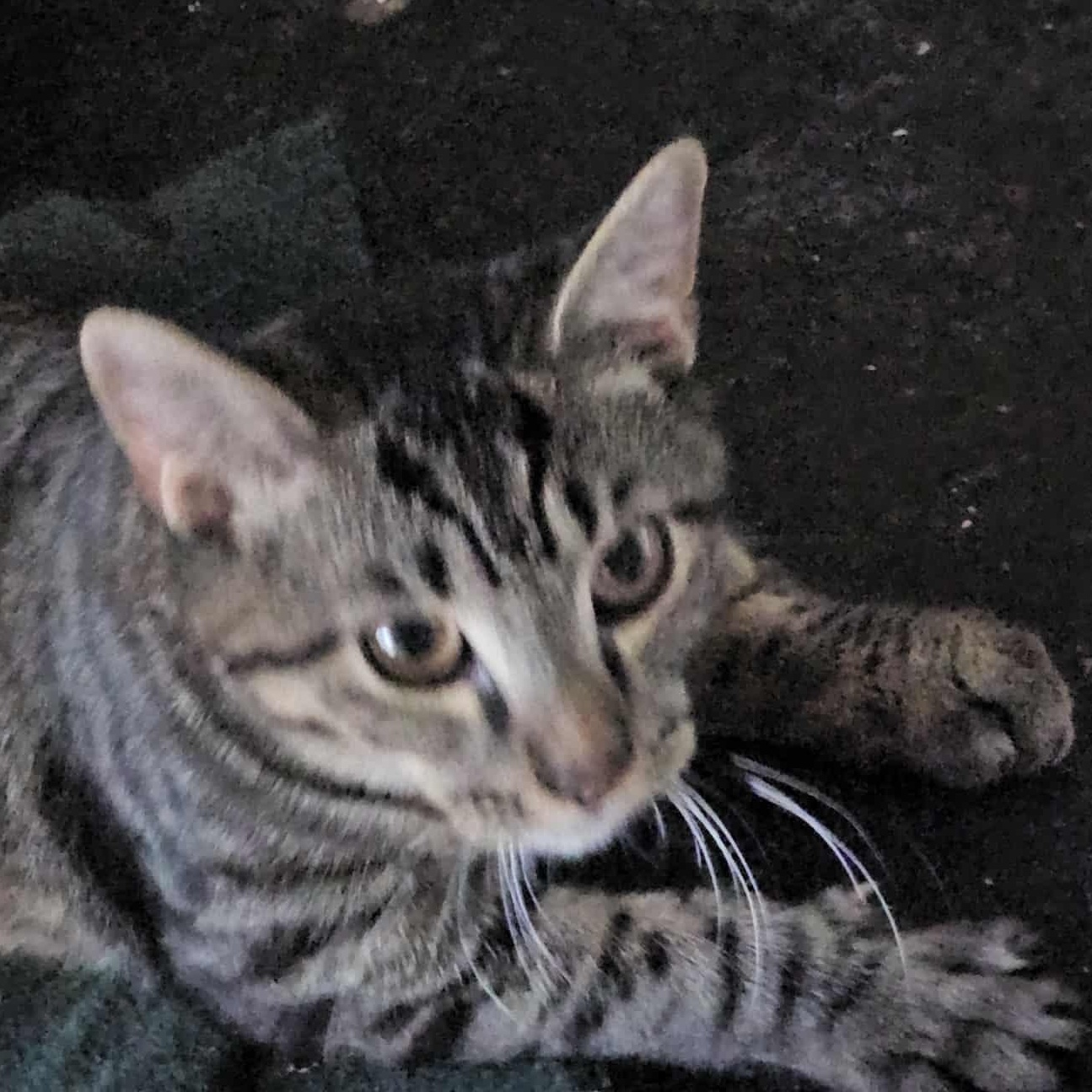 Gray Tabby Too, Adoptable, Kitten Male Domestic Short Hair.