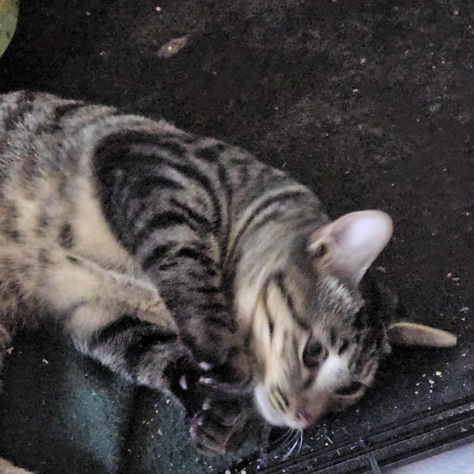 Enlarge Gray Tabby Too, a Adoptable Domestic Short Hair in Keansburg, NJ image 2/5