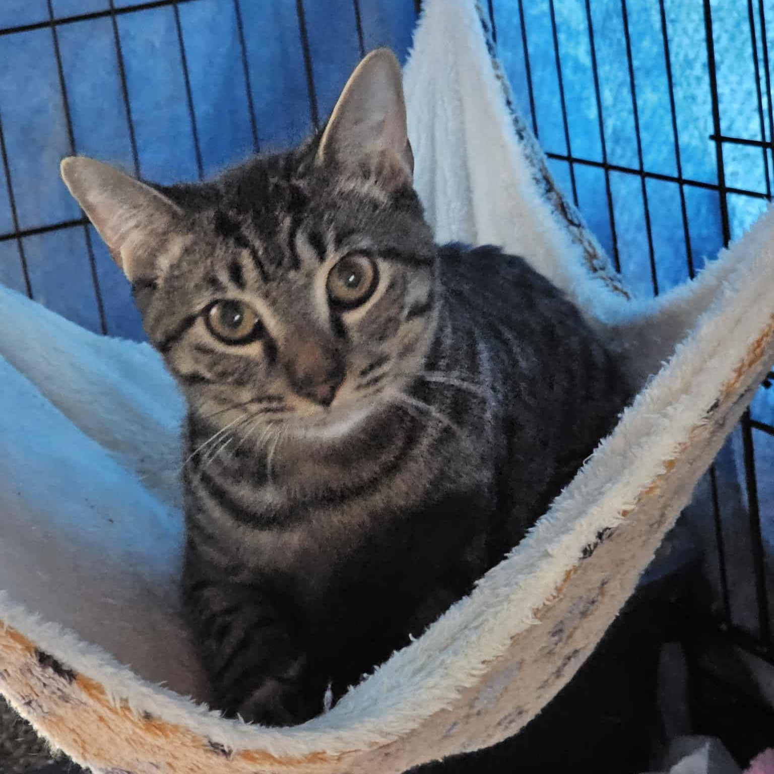 Enlarge Gray Tabby Too, a Adoptable Domestic Short Hair in Keansburg, NJ image 3/5