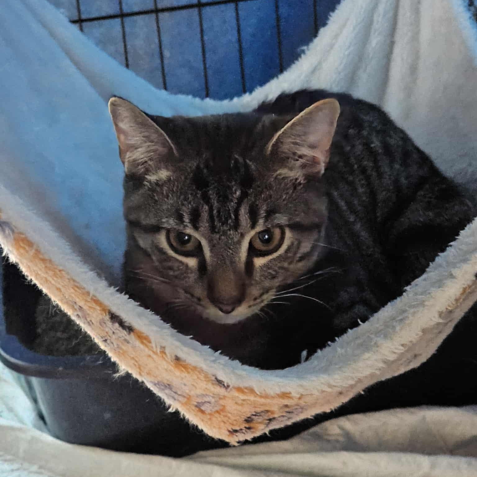 Enlarge Gray Tabby Too, a Adoptable Domestic Short Hair in Keansburg, NJ image 4/5