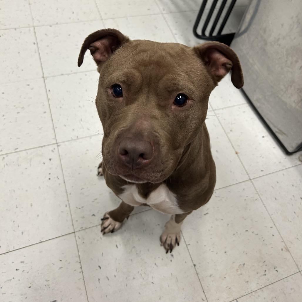 Luna, Adoptable, Adult Female Mixed Breed.