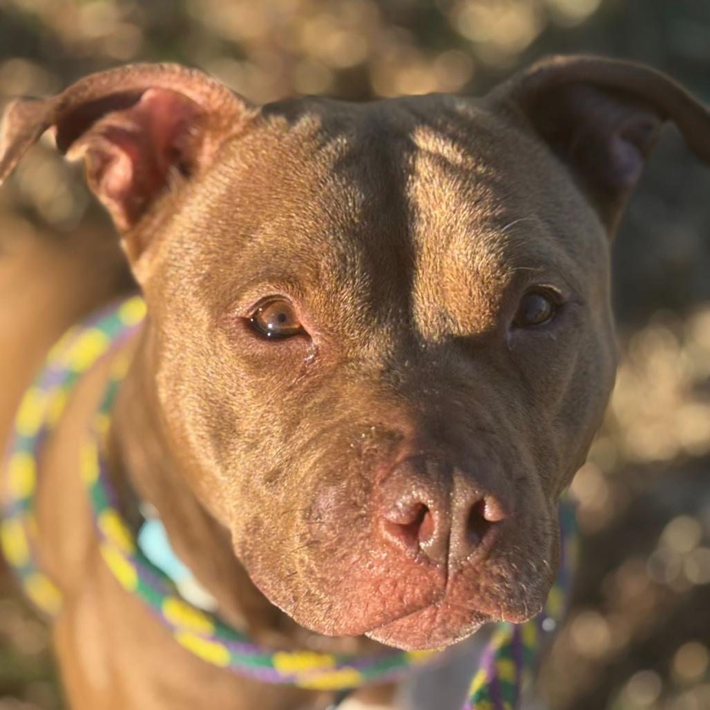 Luna, a Adoptable Mixed Breed in Davenport, IA image 2/6