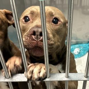 Luna, a Adoptable Mixed Breed in Davenport, IA image 3/6