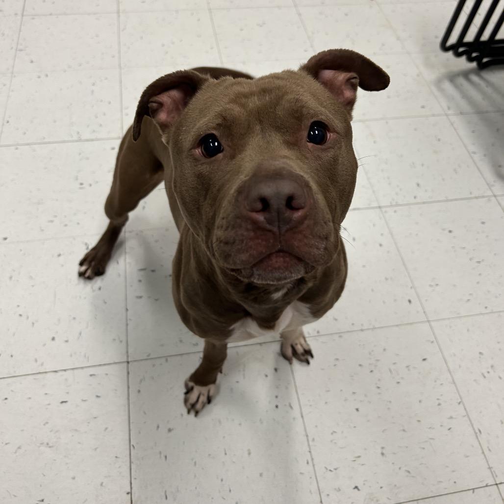 Luna, a Adoptable Mixed Breed in Davenport, IA image 4/6