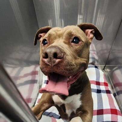 Luna, a Adoptable Mixed Breed in Davenport, IA image 5/6