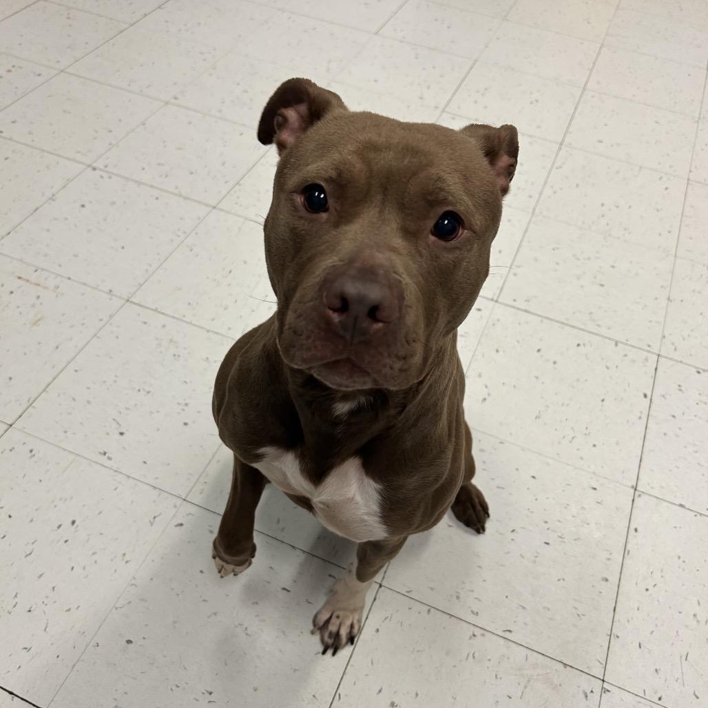 Luna, a Adoptable Mixed Breed in Davenport, IA image 6/6