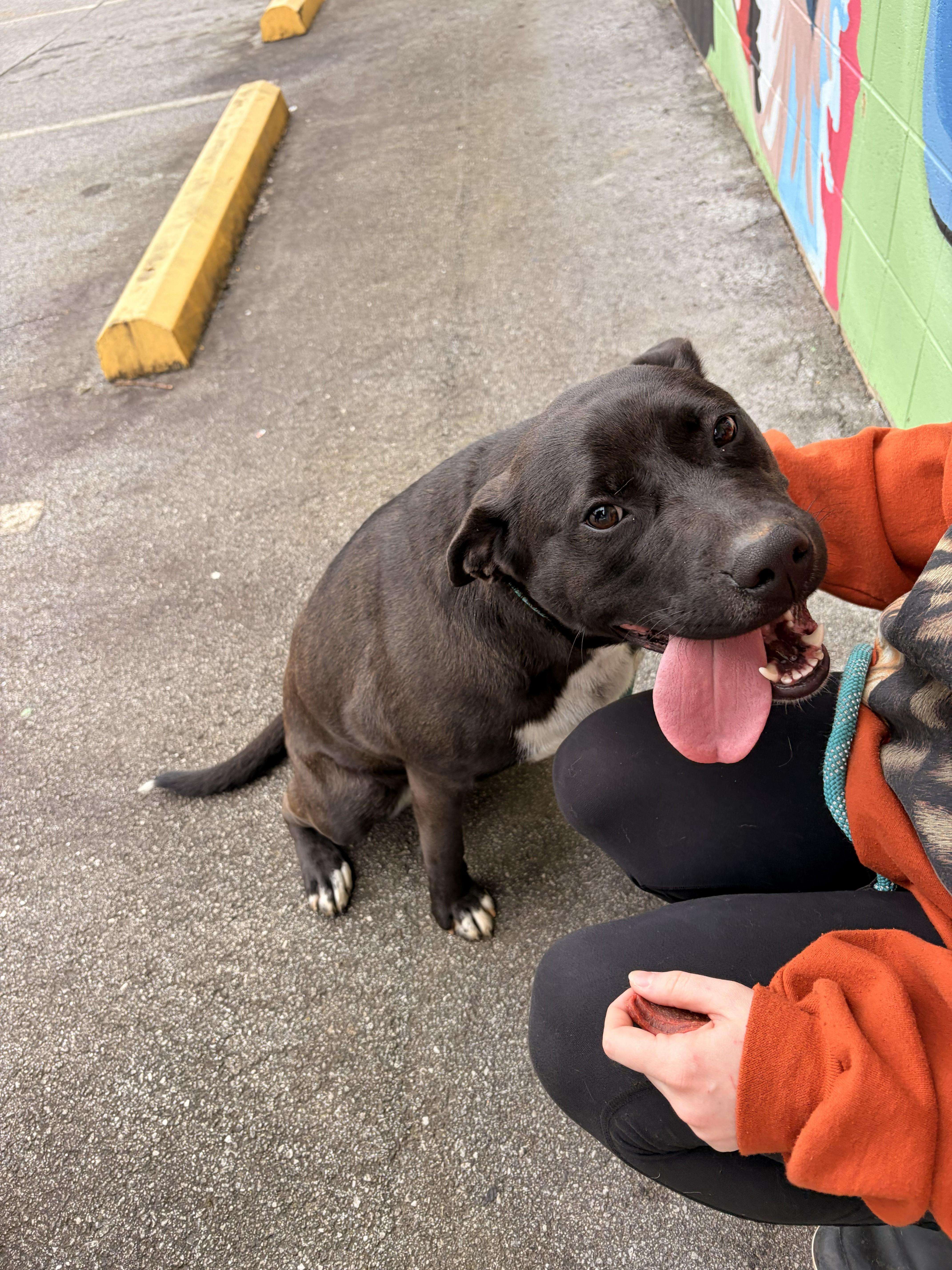 Enlarge Winnie, a ADOPTABLE mixed breed in Franklin, NC image 2/5