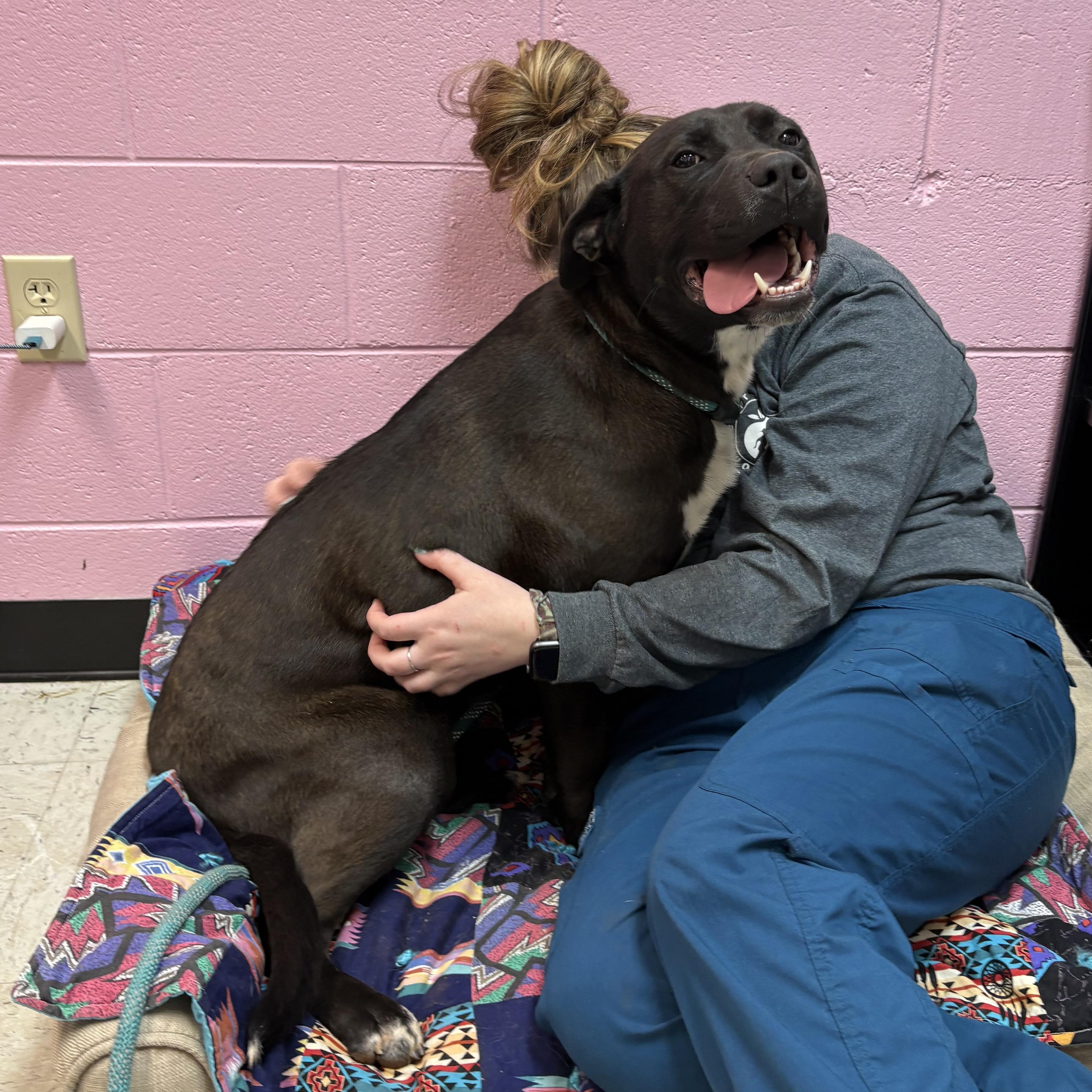 Enlarge Winnie, a ADOPTABLE mixed breed in Franklin, NC image 3/5