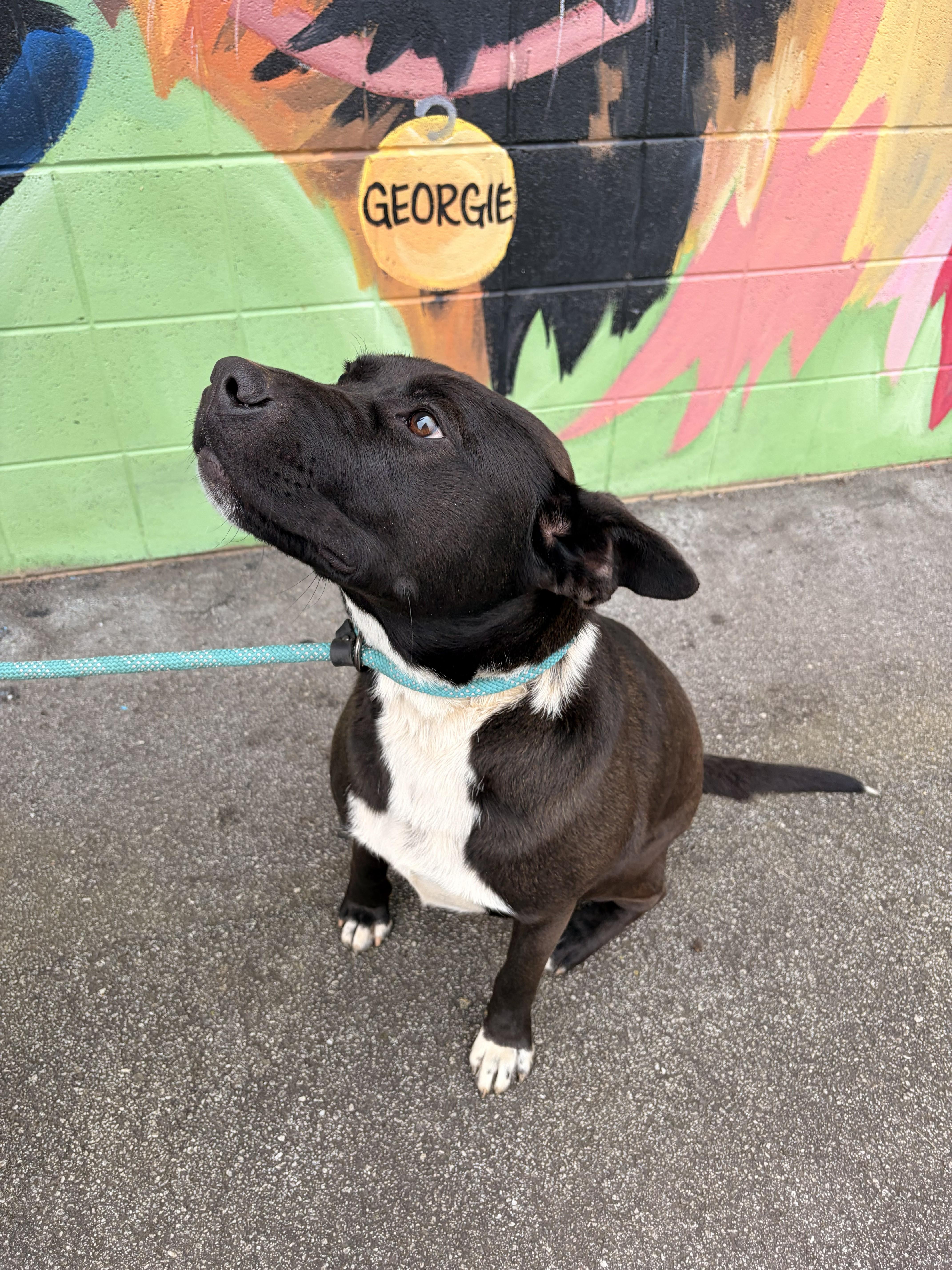 Enlarge Winnie, a ADOPTABLE mixed breed in Franklin, NC image 4/5