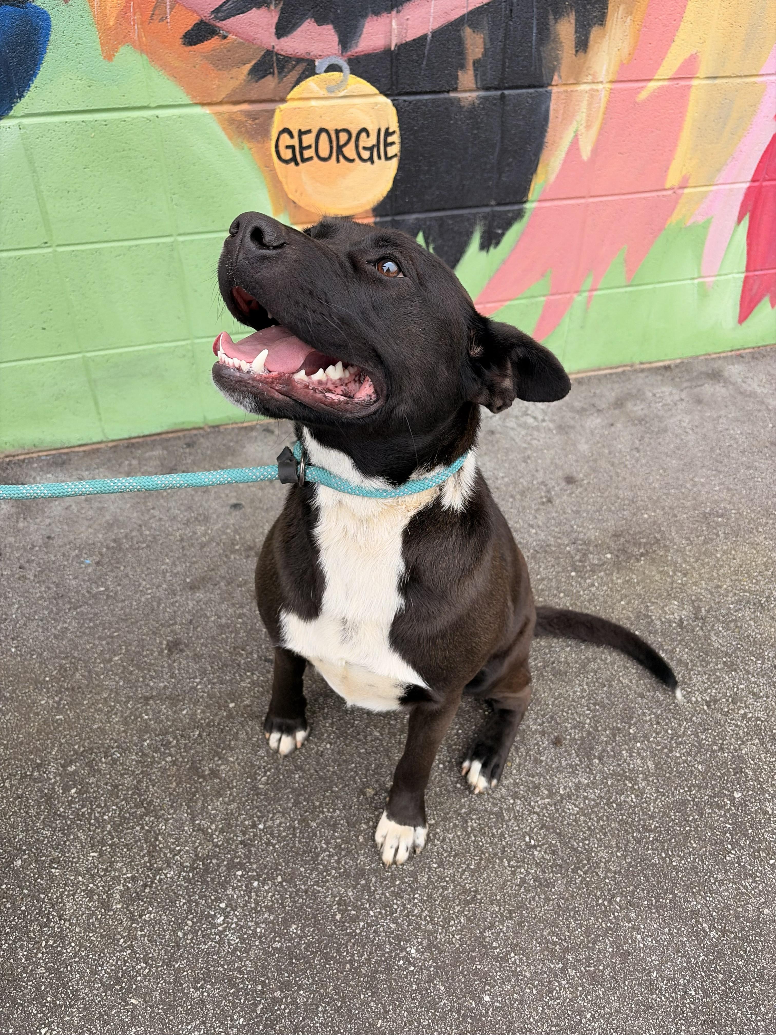 Enlarge Winnie, a ADOPTABLE mixed breed in Franklin, NC image 5/5