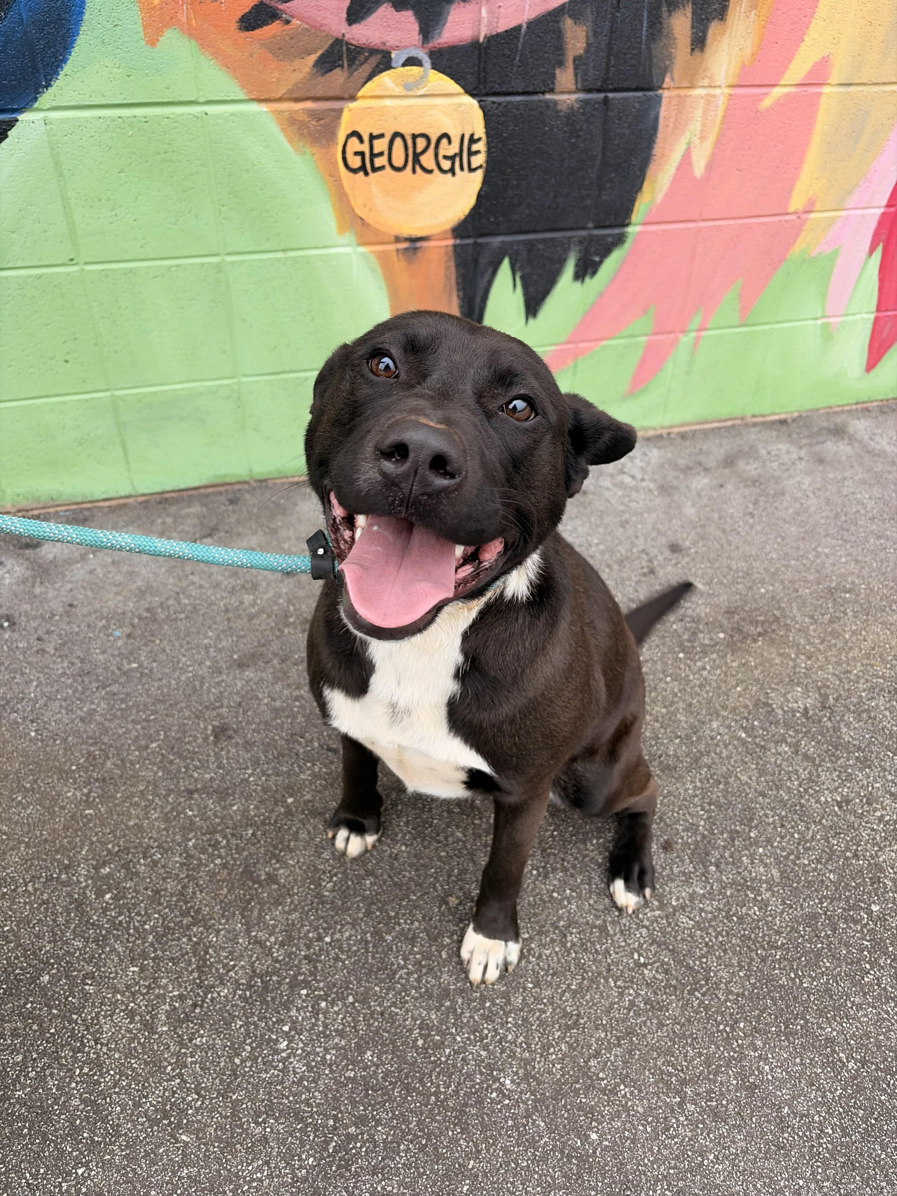 Winnie, ADOPTABLE, Young Female Black Labrador Retriever.