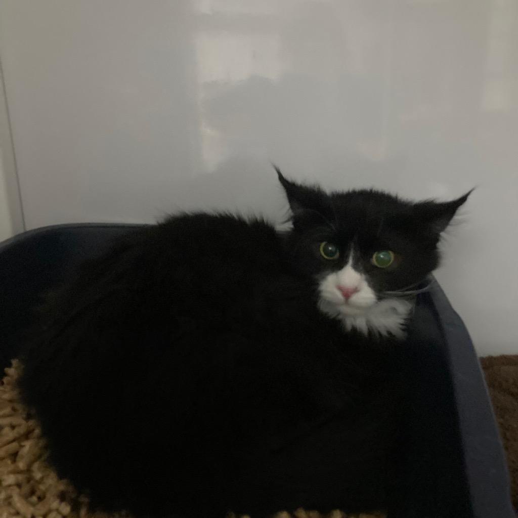 Enlarge Hudson, a Adoptable mixed breed in Surprise, AZ image 1/1