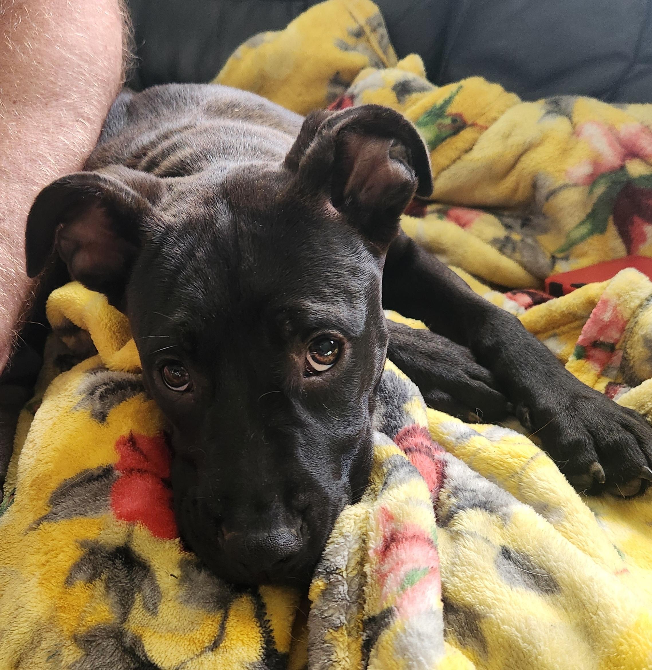 #268 Luna, Adoptable, Puppy Female Black Labrador Retriever & Mixed Breed.