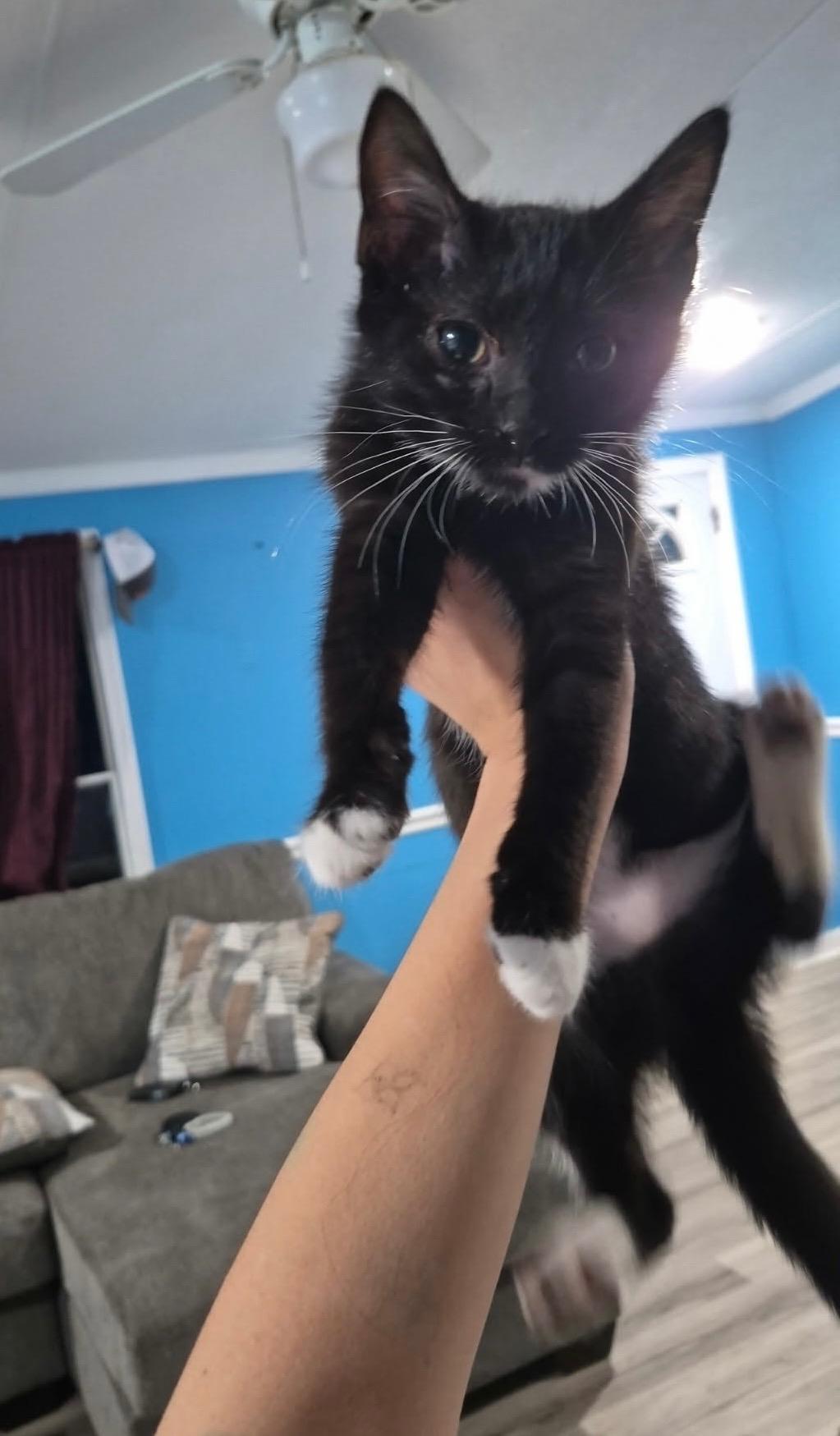 Tux, adopted, Young Female Domestic Short Hair.